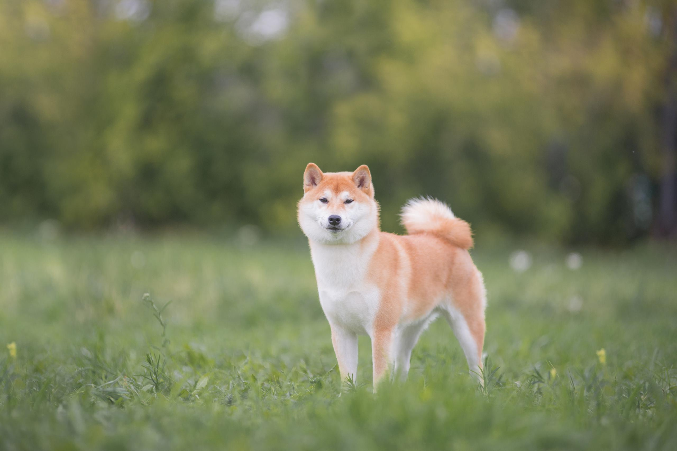Выставка собак. Тюмень 06.09.2020. Дог-фотограф в Тюмени Александра Королева