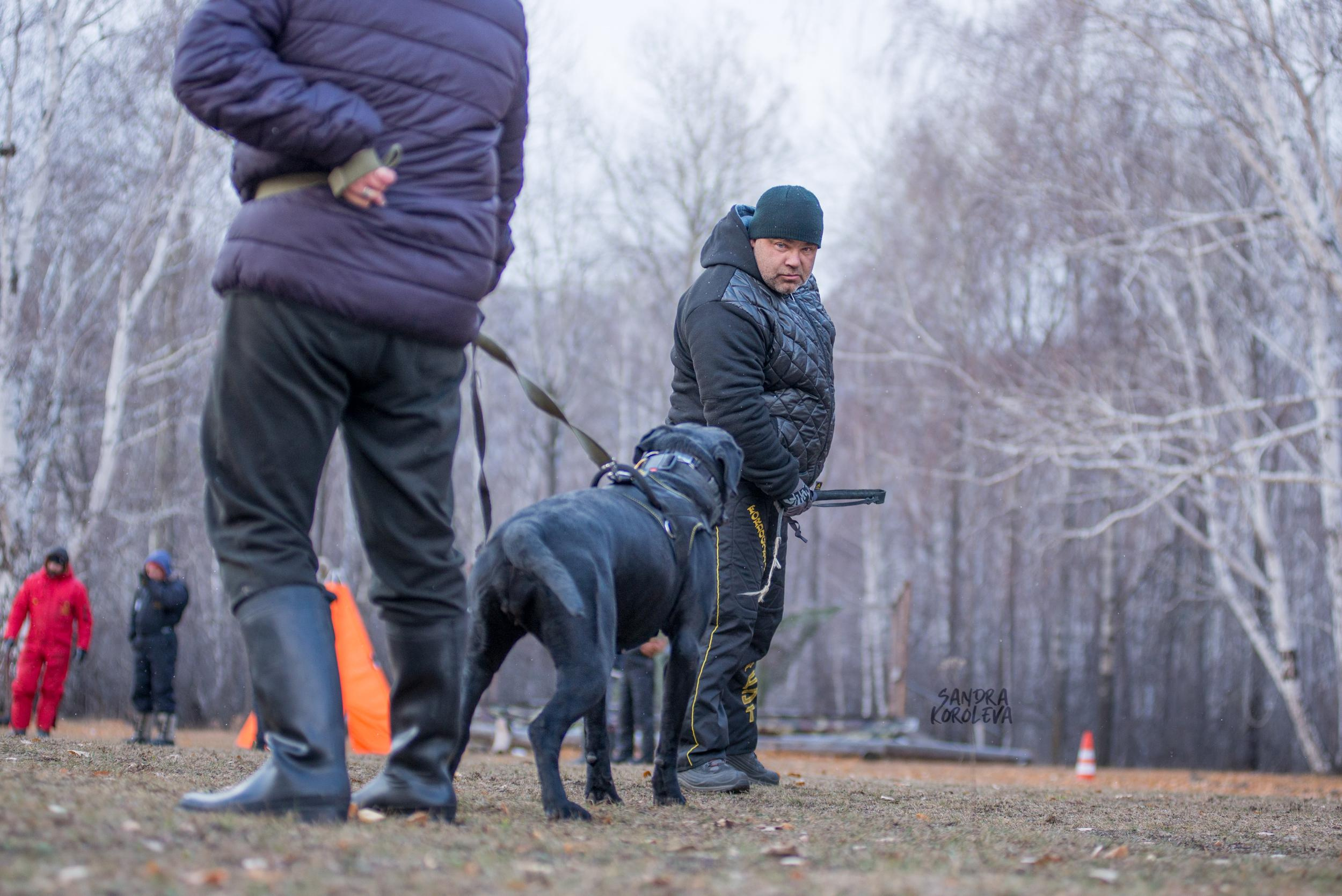 Кусающиеся собаки. Магнитогорск. Осень 2020. Дог-фотограф в Тюмени Александра Королева
