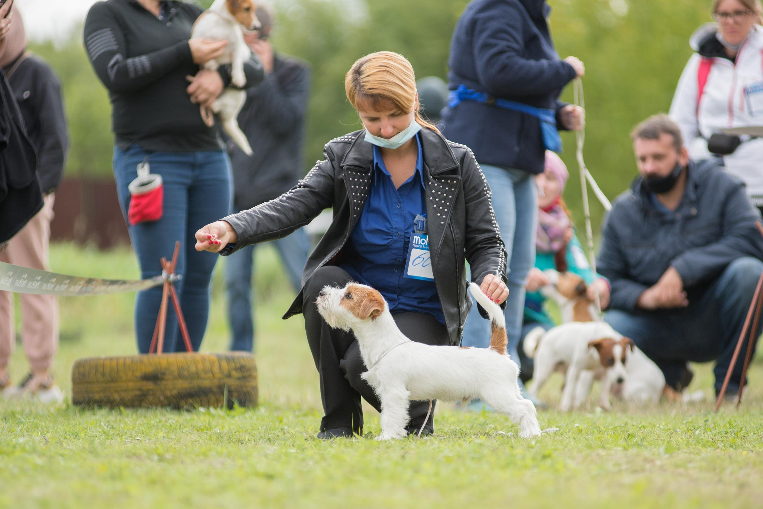 Выставка собак. Тюмень 06.09.2020. Дог-фотограф в Тюмени Александра Королева
