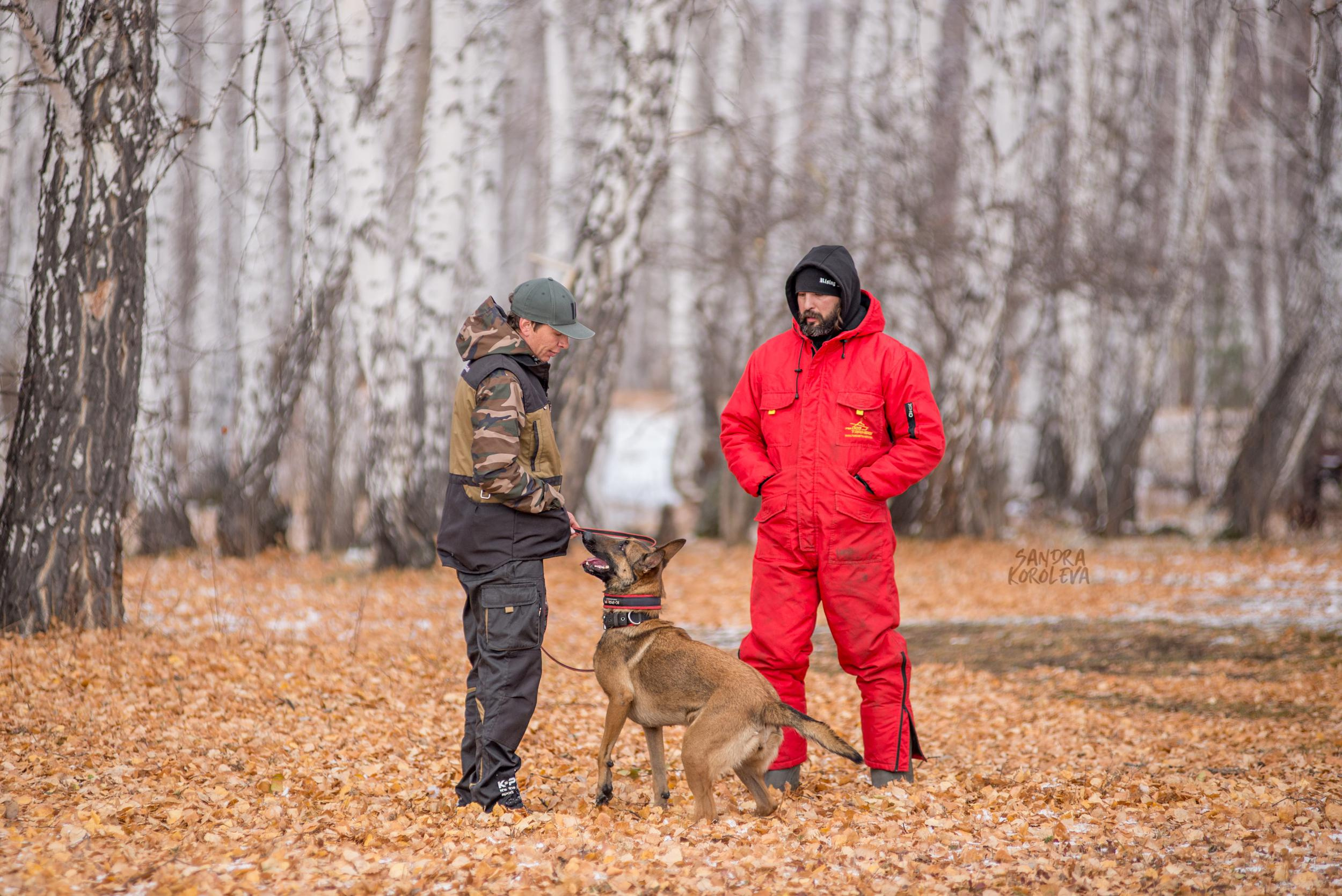 Кусающиеся собаки. Магнитогорск. Осень 2020. Дог-фотограф в Тюмени Александра Королева