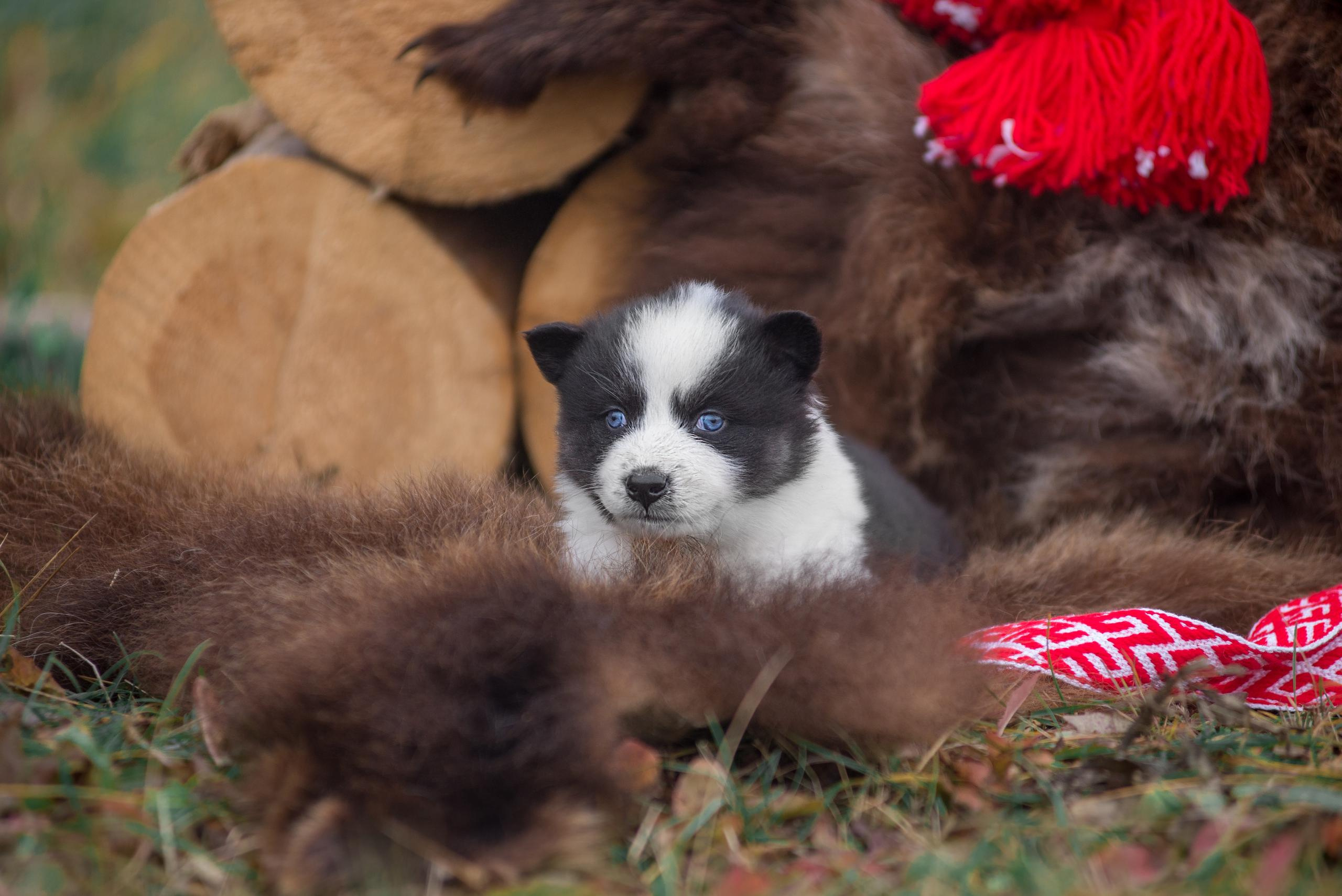 Щенки якуты. Осень 2020. Дог-фотограф в Тюмени Александра Королева