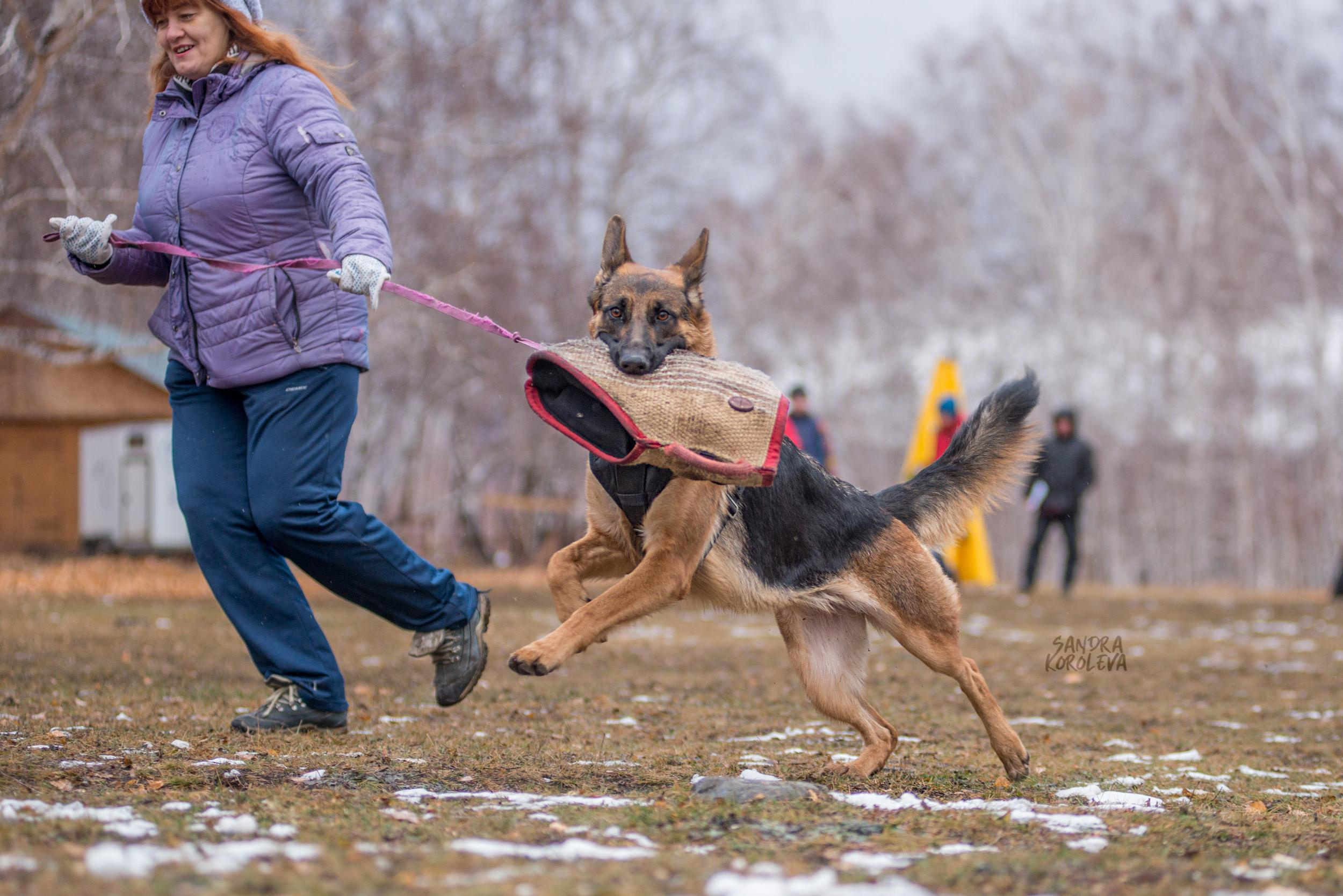 Кусающиеся собаки. Магнитогорск. Осень 2020. Дог-фотограф в Тюмени Александра Королева