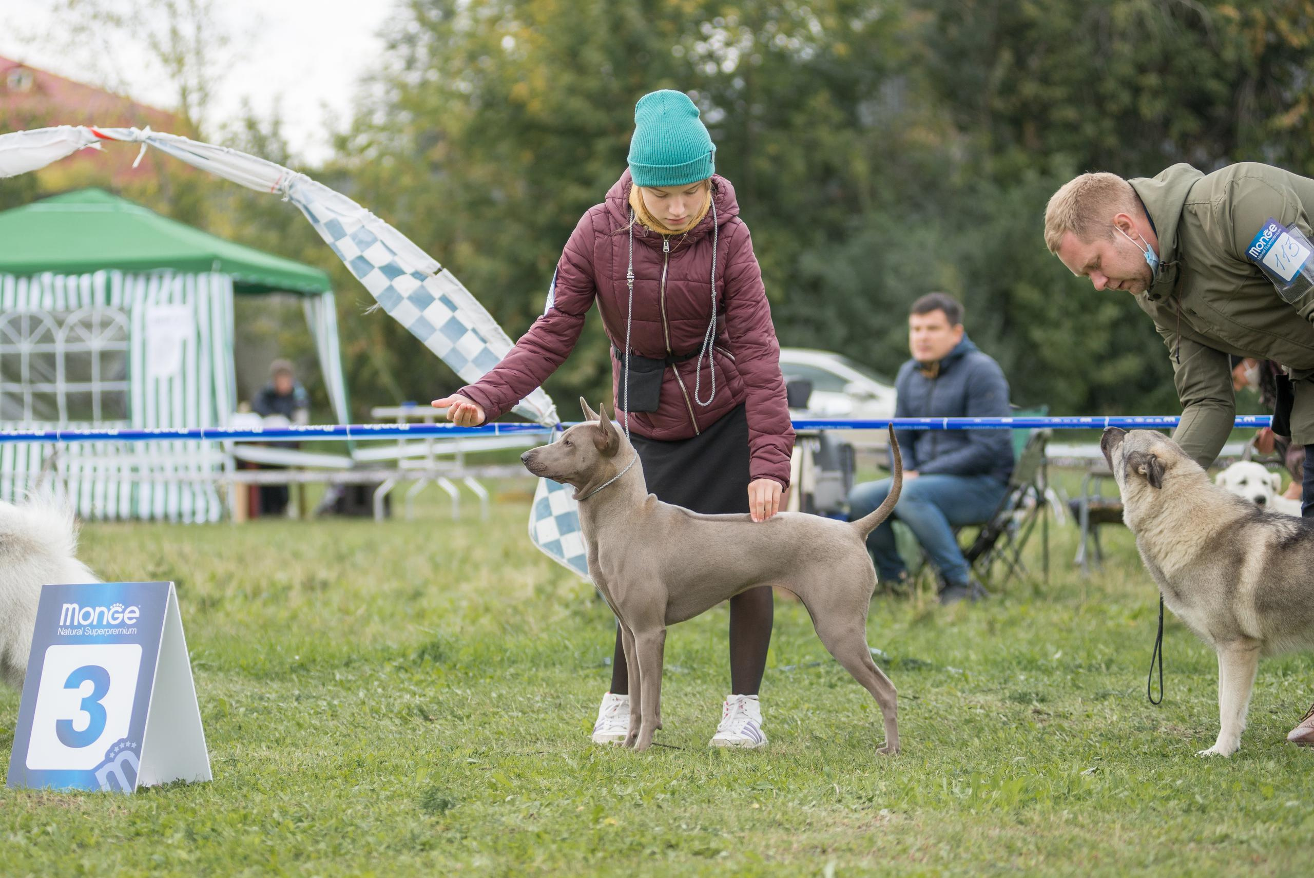 Выставка собак. Тюмень 06.09.2020. Дог-фотограф в Тюмени Александра Королева