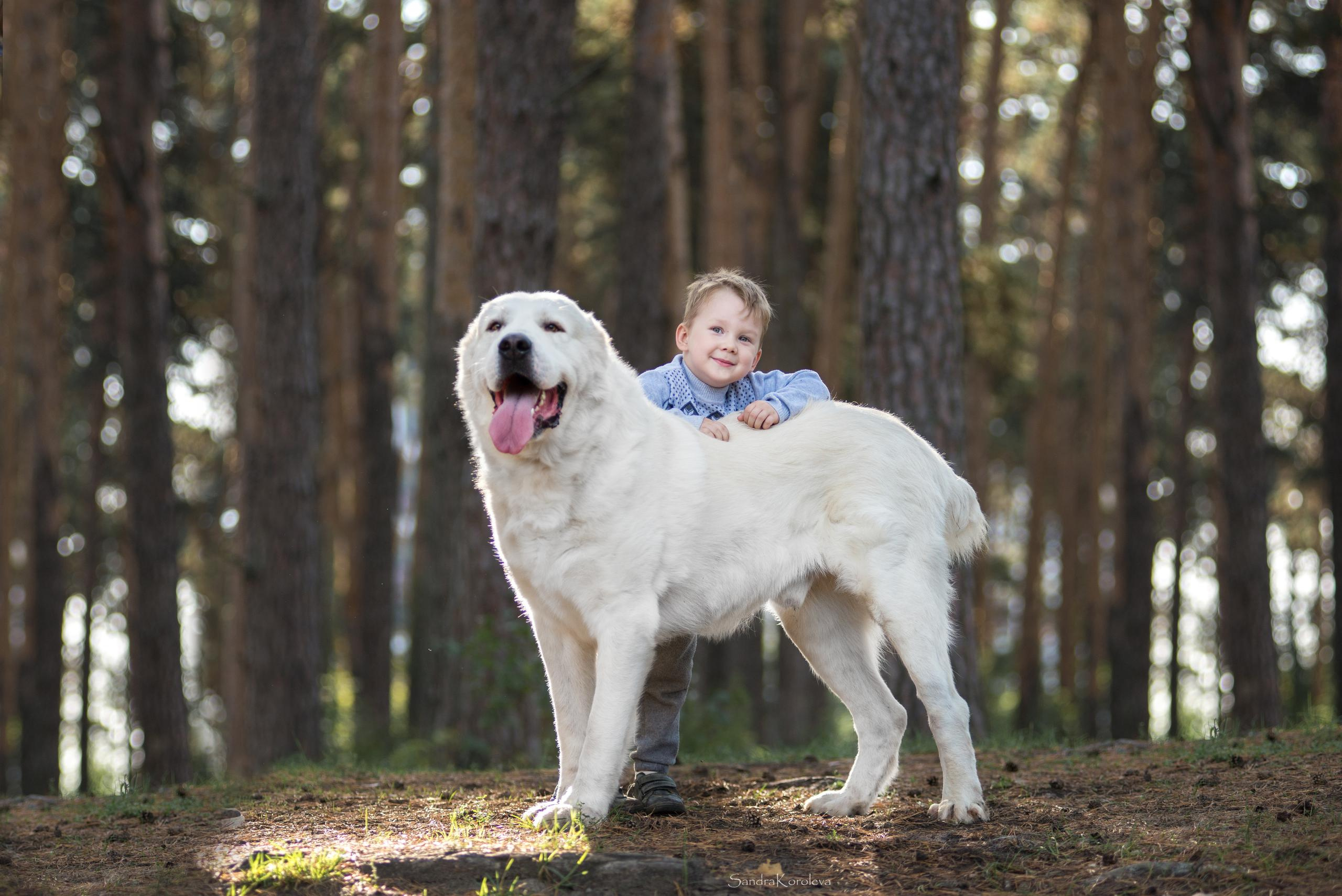 Ваня со своим другом белым Мишей. Дог-фотограф в Тюмени Александра Королева