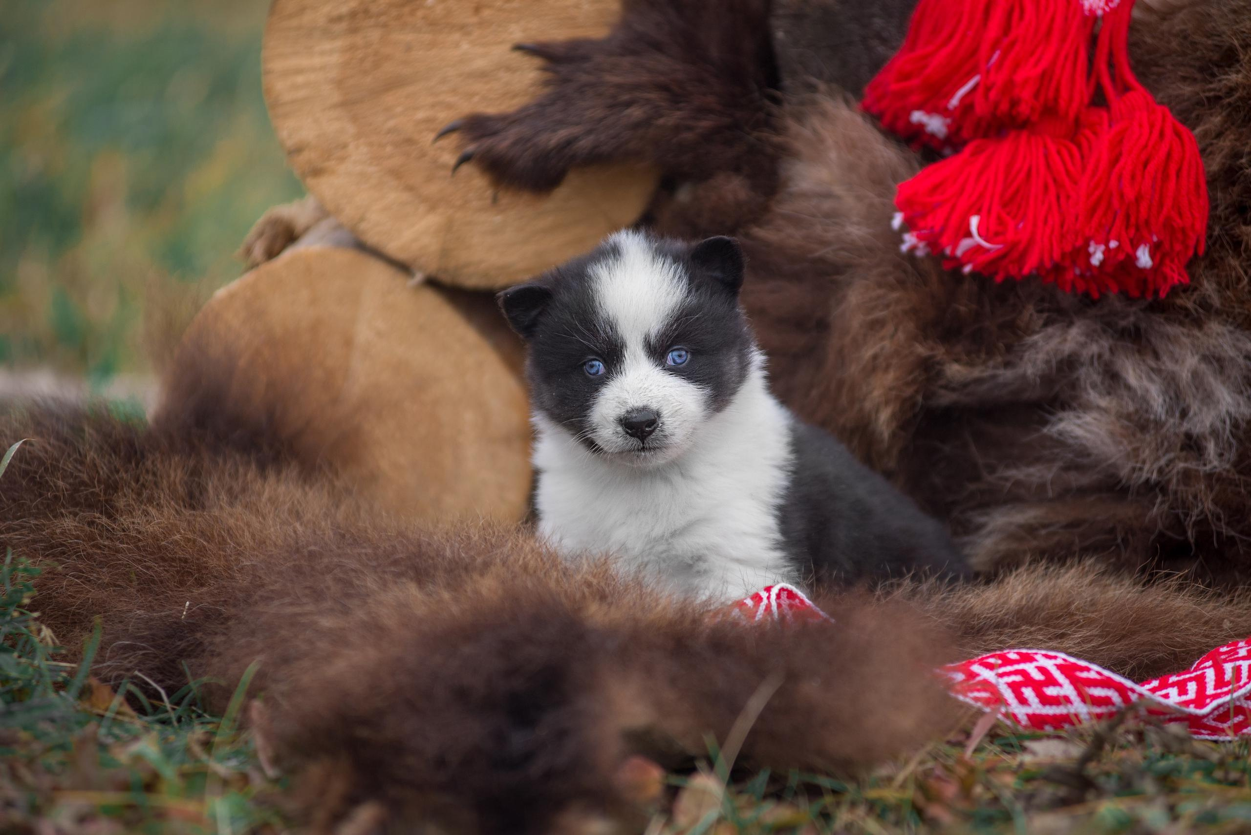 Щенки якуты. Осень 2020. Дог-фотограф в Тюмени Александра Королева