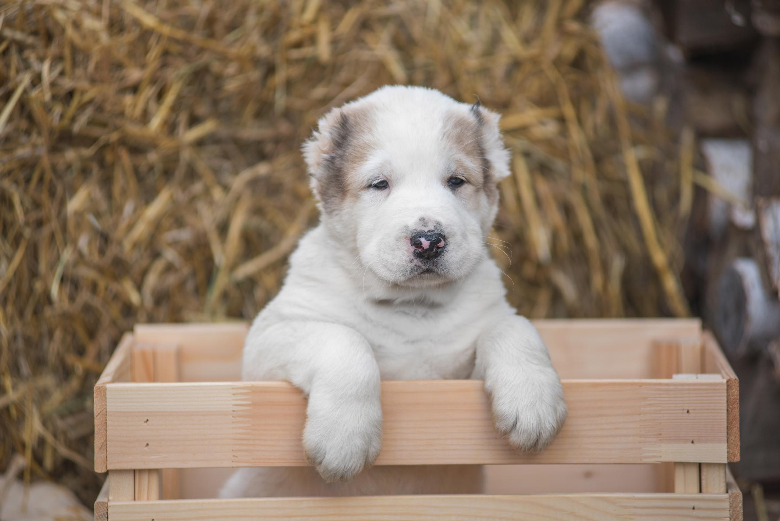 Щенки САО, Осень 2020. Дог-фотограф в Тюмени Александра Королева