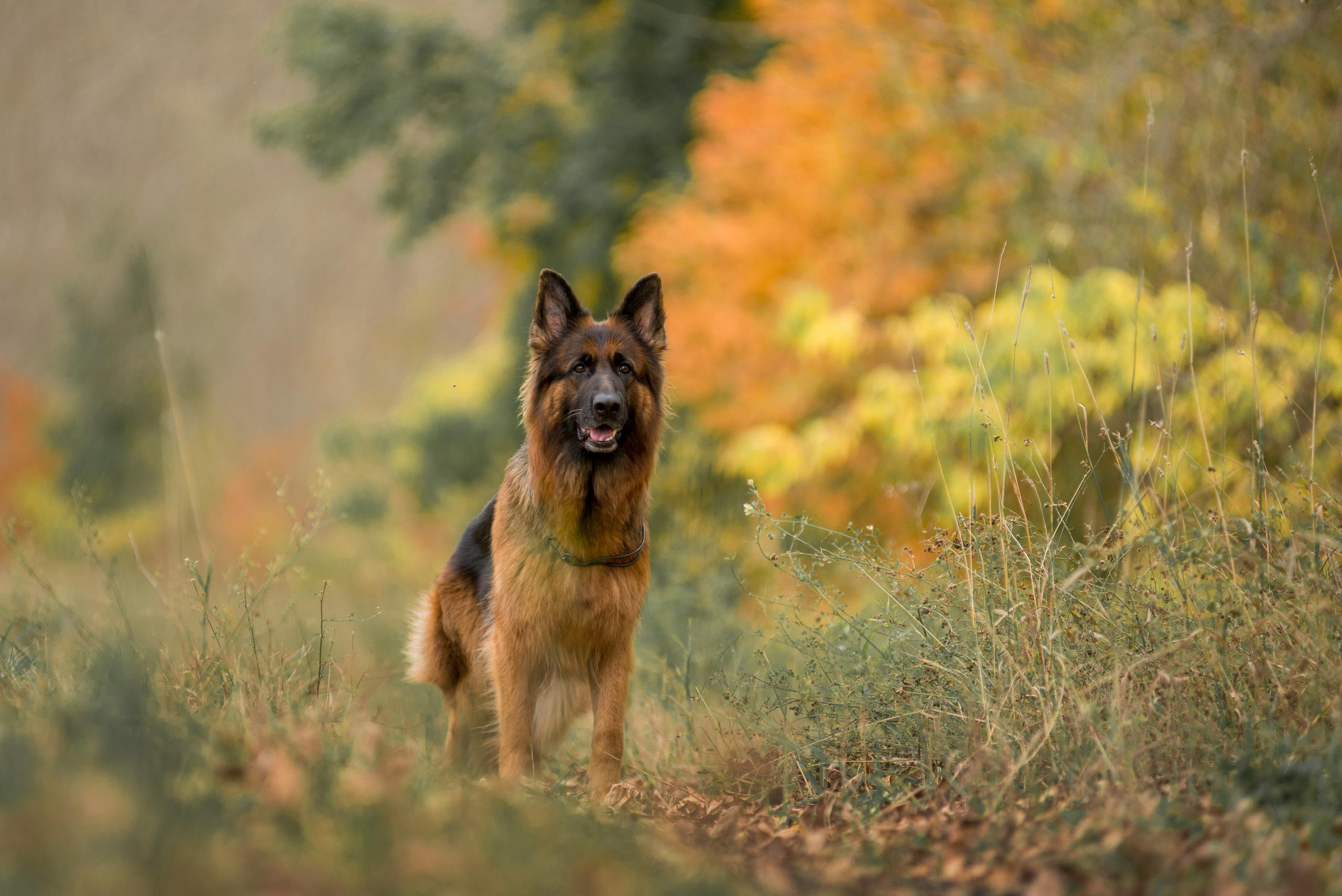 Аня и Далила. Осень 2020. Дог-фотограф в Тюмени Александра Королева