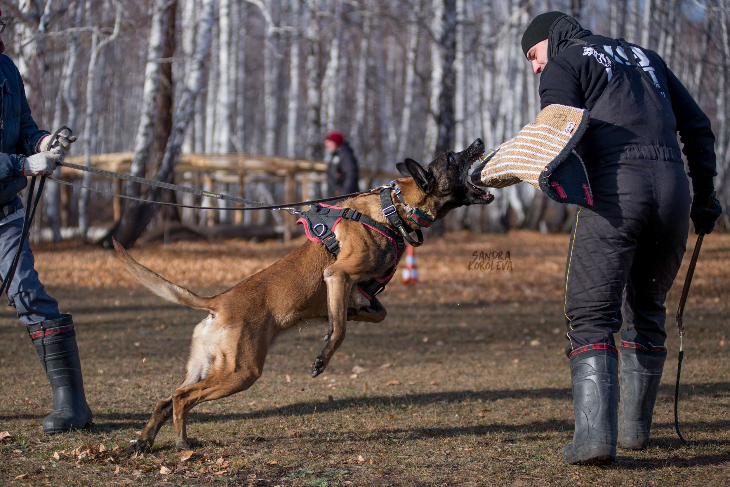 Кусающиеся собаки. Магнитогорск. Осень 2020. Дог-фотограф в Тюмени Александра Королева
