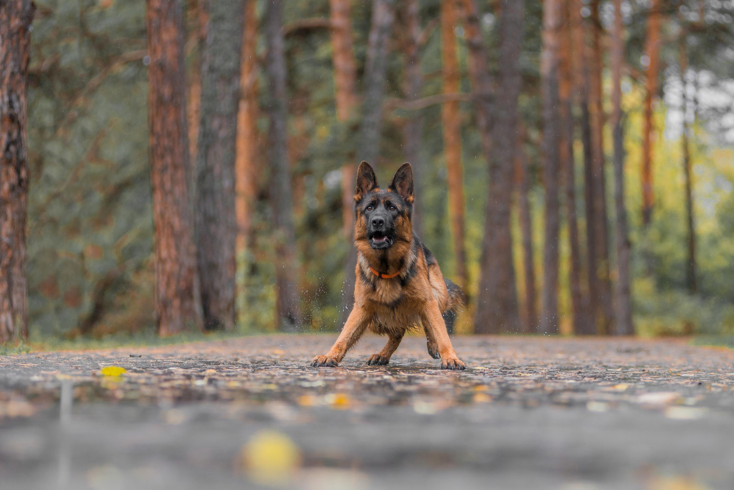 Осенняя овчарка Гейм. Дог-фотограф в Тюмени Александра Королева