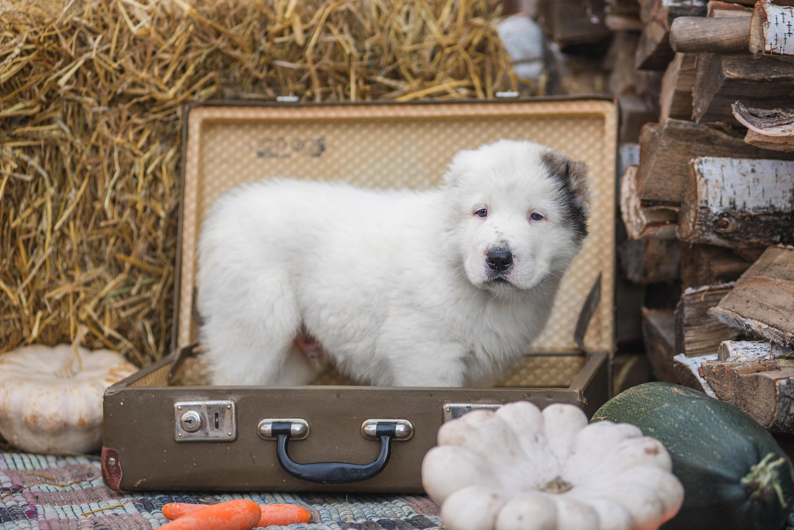 Щенки САО, Осень 2020. Дог-фотограф в Тюмени Александра Королева