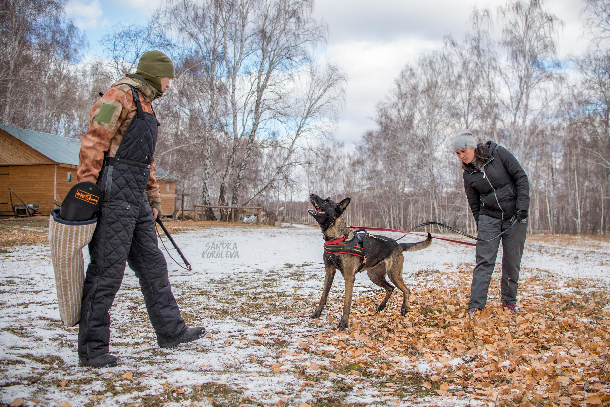 Кусающиеся собаки. Магнитогорск. Осень 2020. Дог-фотограф в Тюмени Александра Королева