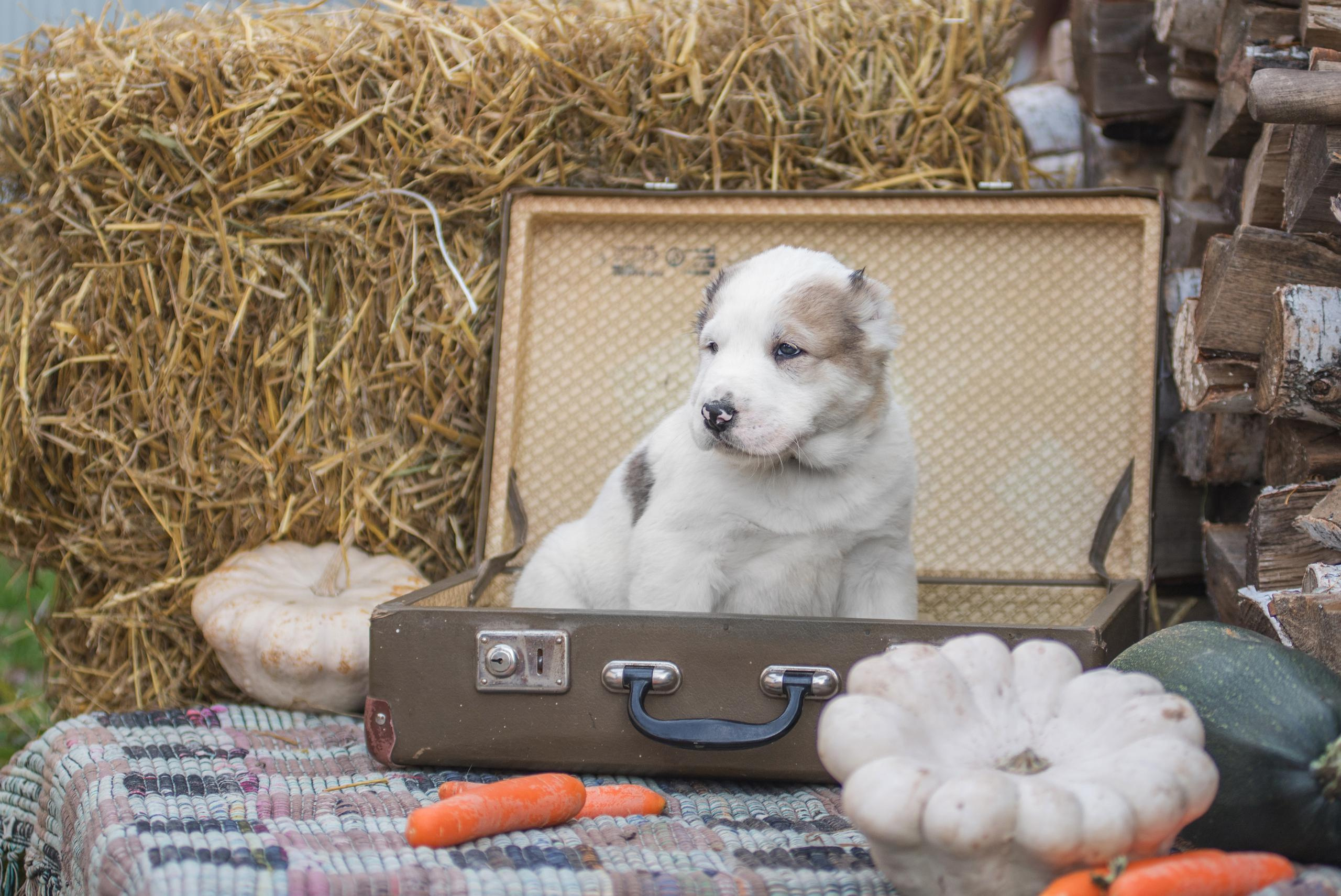 Щенки САО, Осень 2020. Дог-фотограф в Тюмени Александра Королева