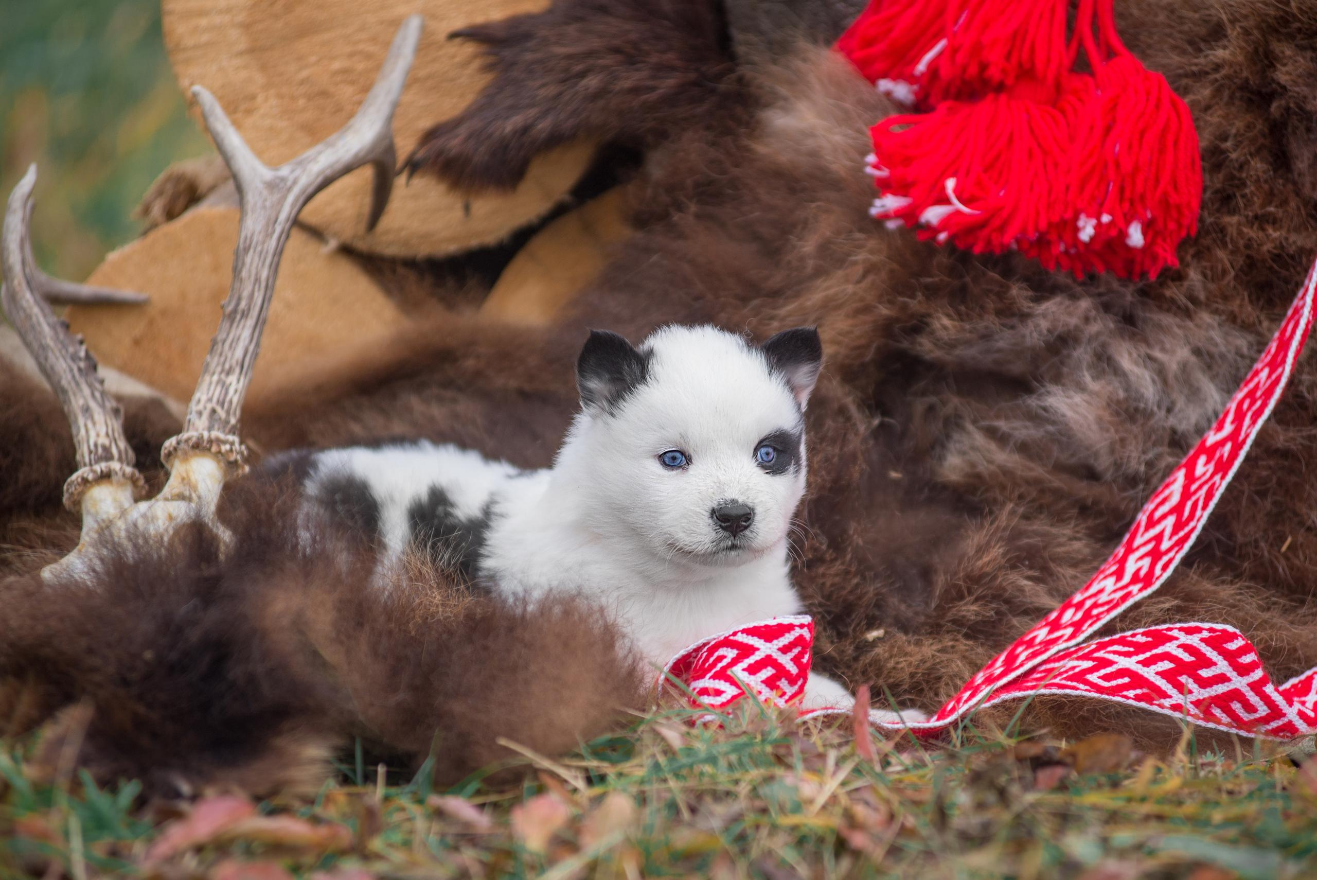 Щенки якуты. Осень 2020. Дог-фотограф в Тюмени Александра Королева