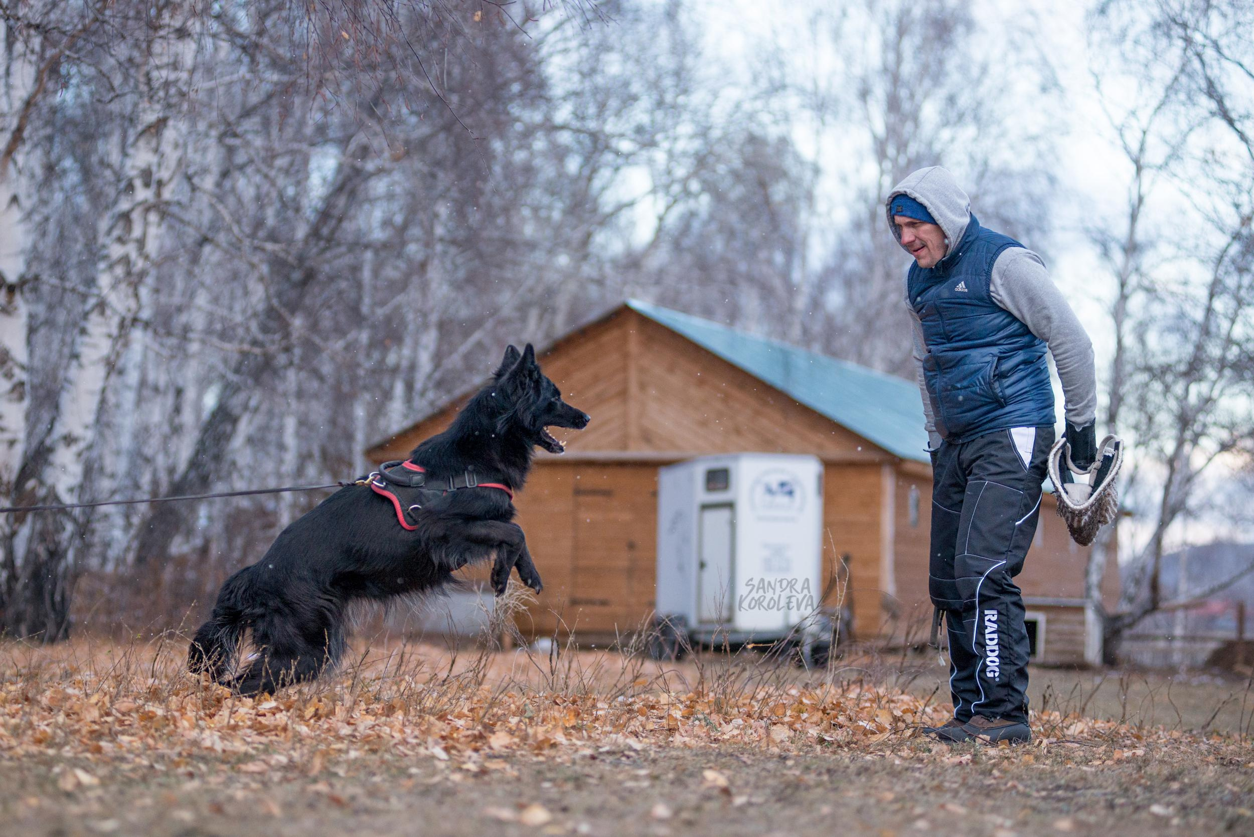 Кусающиеся собаки. Магнитогорск. Осень 2020. Дог-фотограф в Тюмени Александра Королева