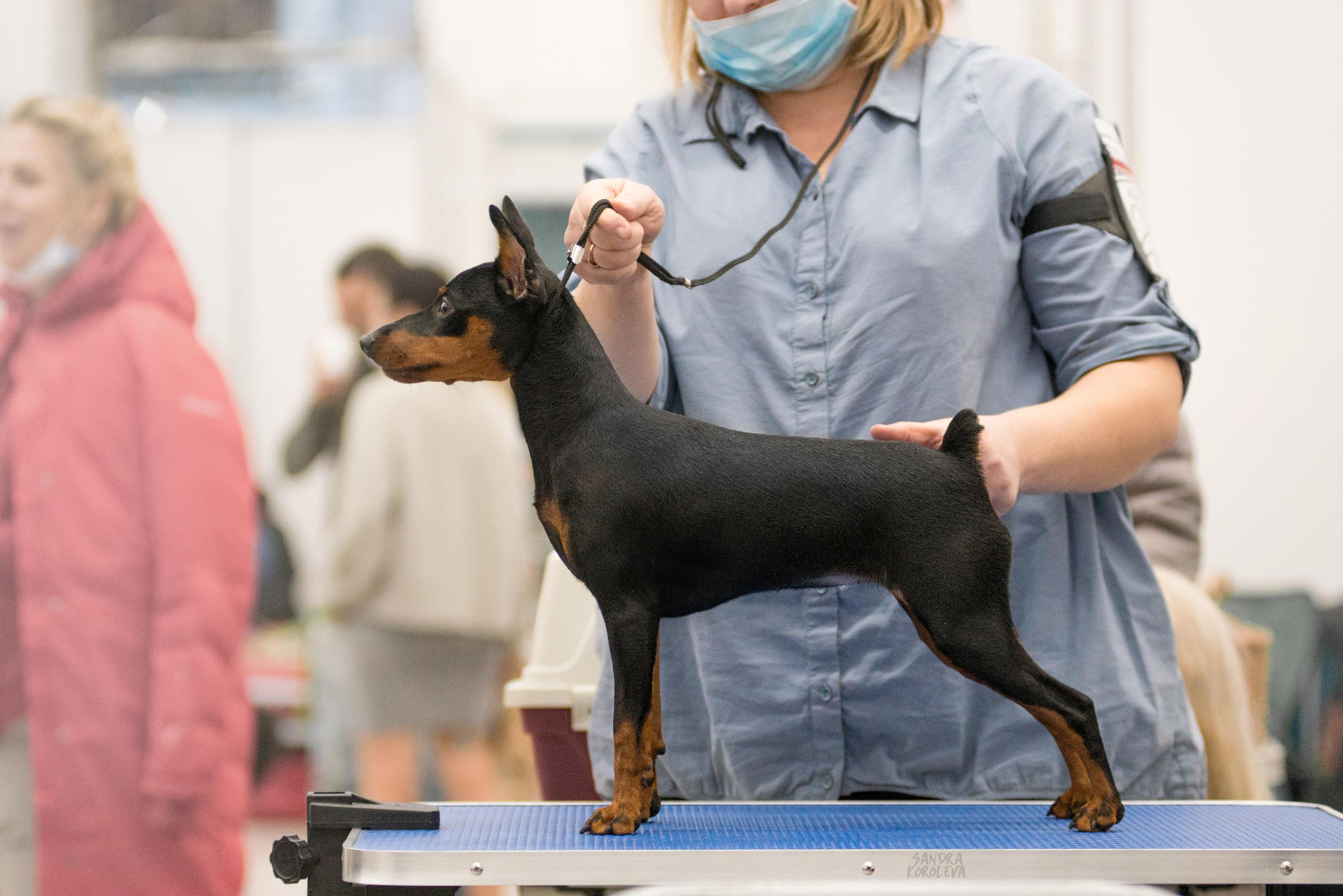 Выставка собак в Тюмени 5 декабря 2020. Дог-фотограф в Тюмени Александра Королева