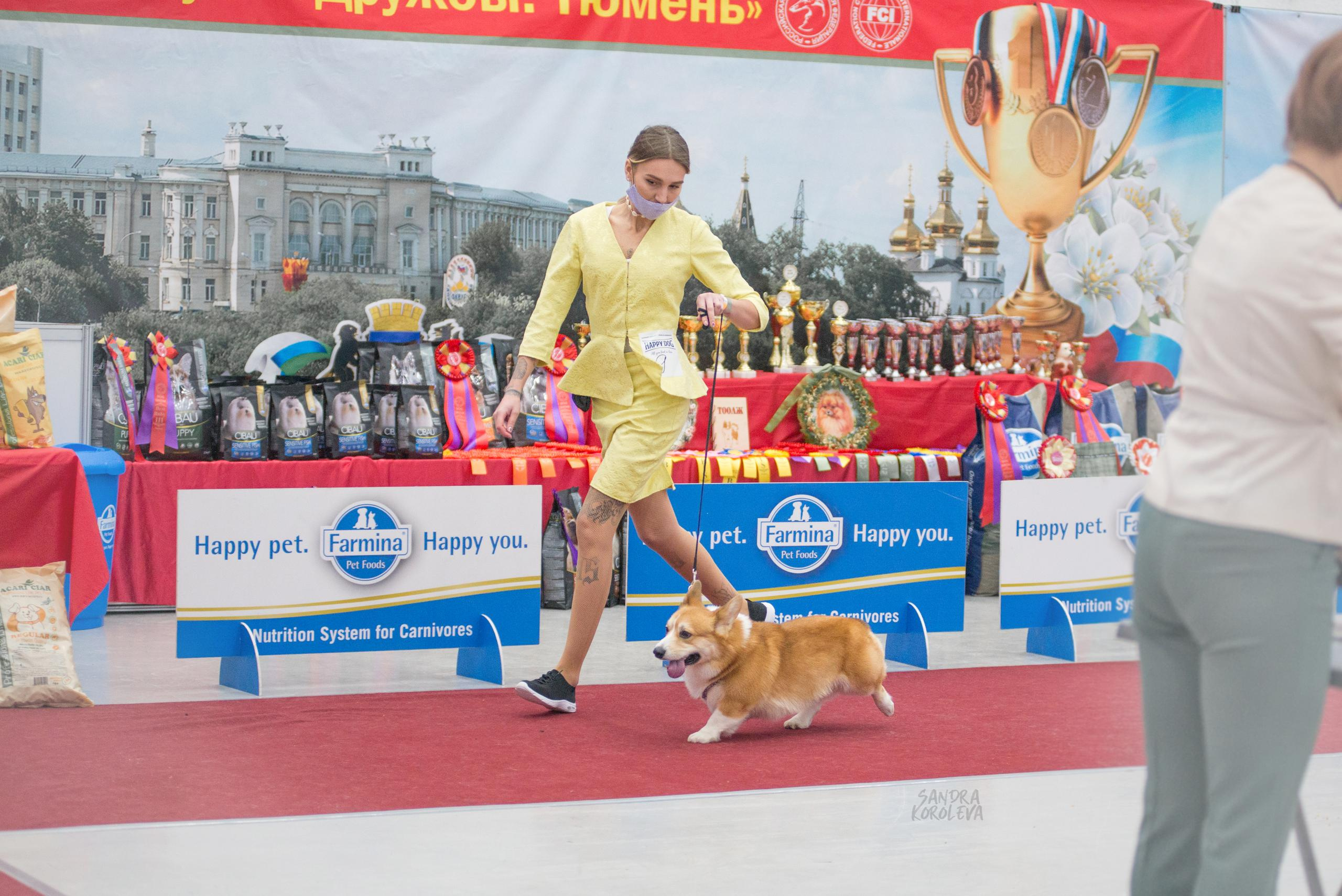 Выставка собак в Тюмени 5 декабря 2020. Дог-фотограф в Тюмени Александра Королева