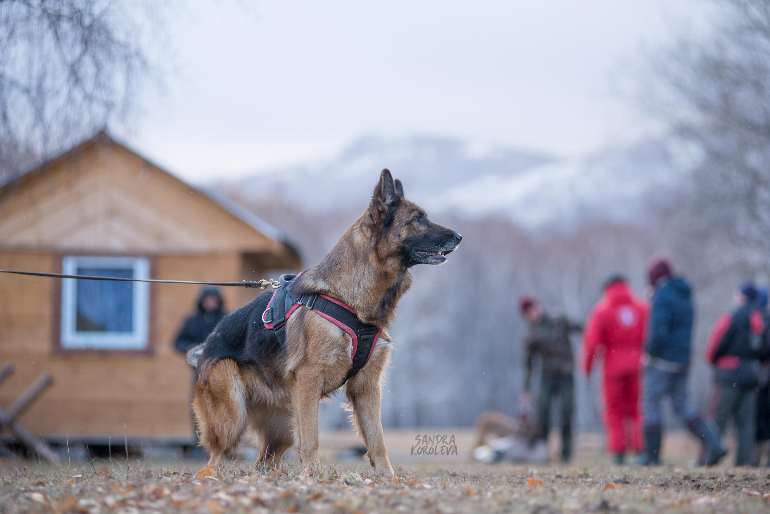 Кусающиеся собаки. Магнитогорск. Осень 2020. Дог-фотограф в Тюмени Александра Королева