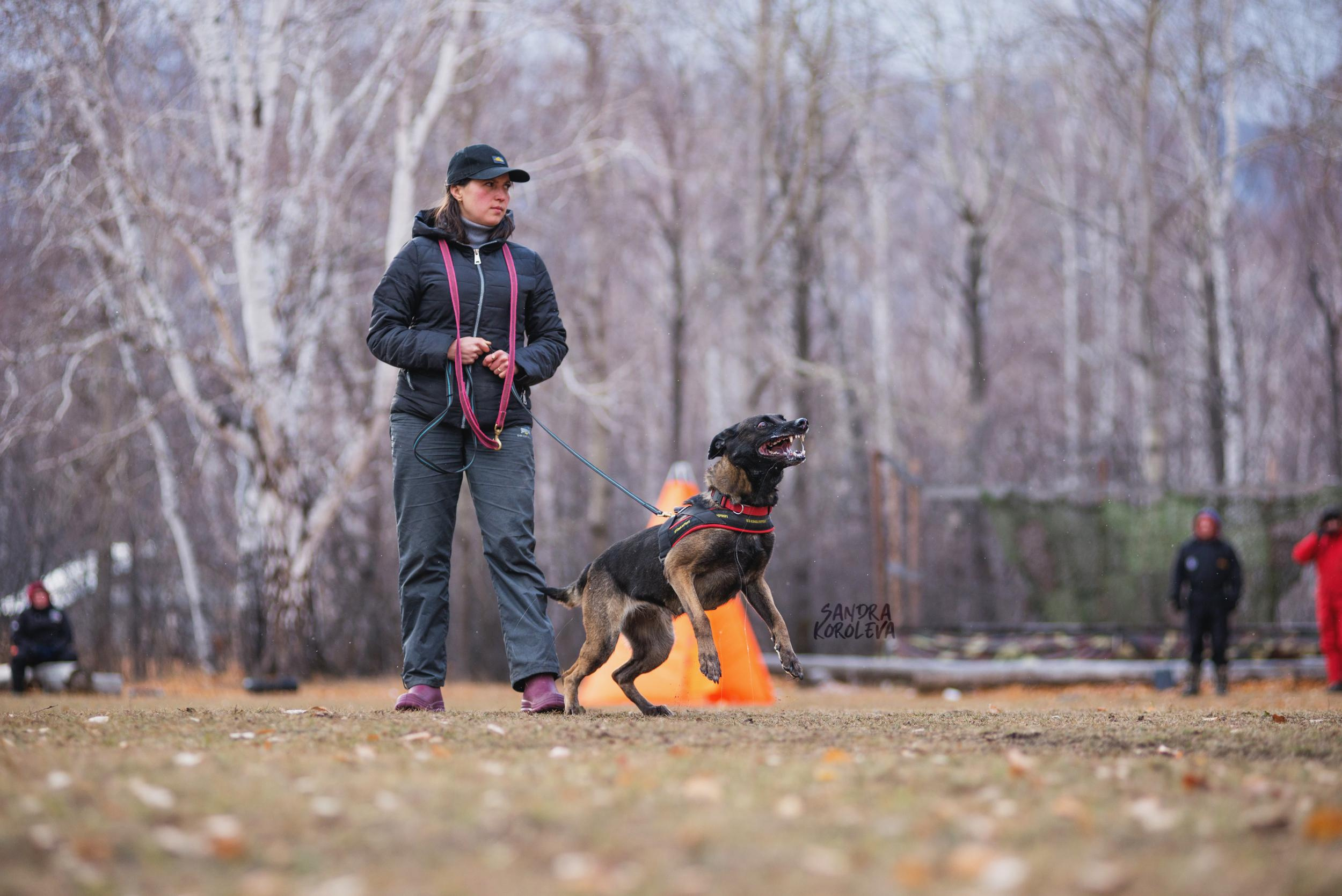 Кусающиеся собаки. Магнитогорск. Осень 2020. Дог-фотограф в Тюмени Александра Королева