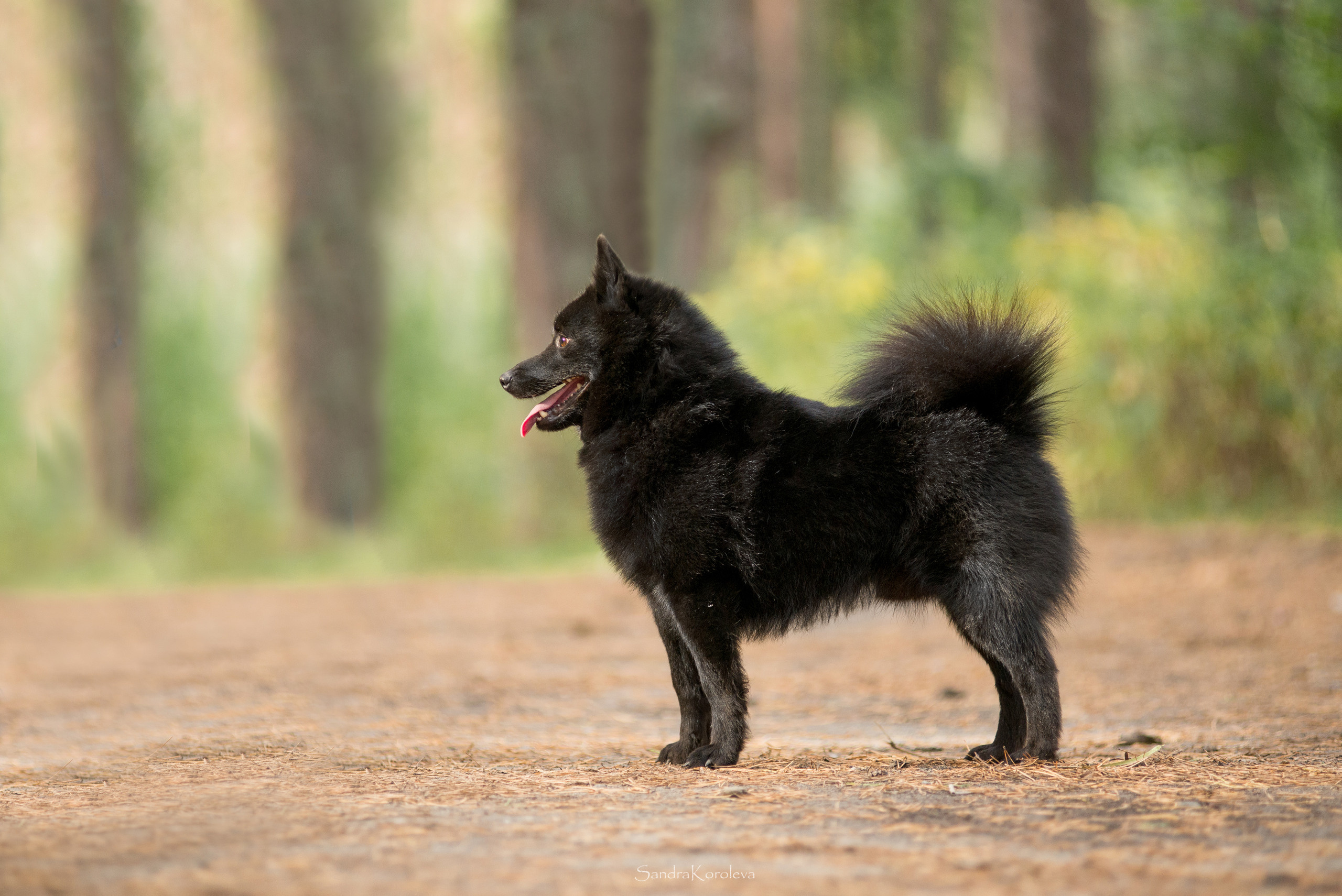 Настоящая овчарка — шипперке. Дог-фотограф в Тюмени Александра Королева