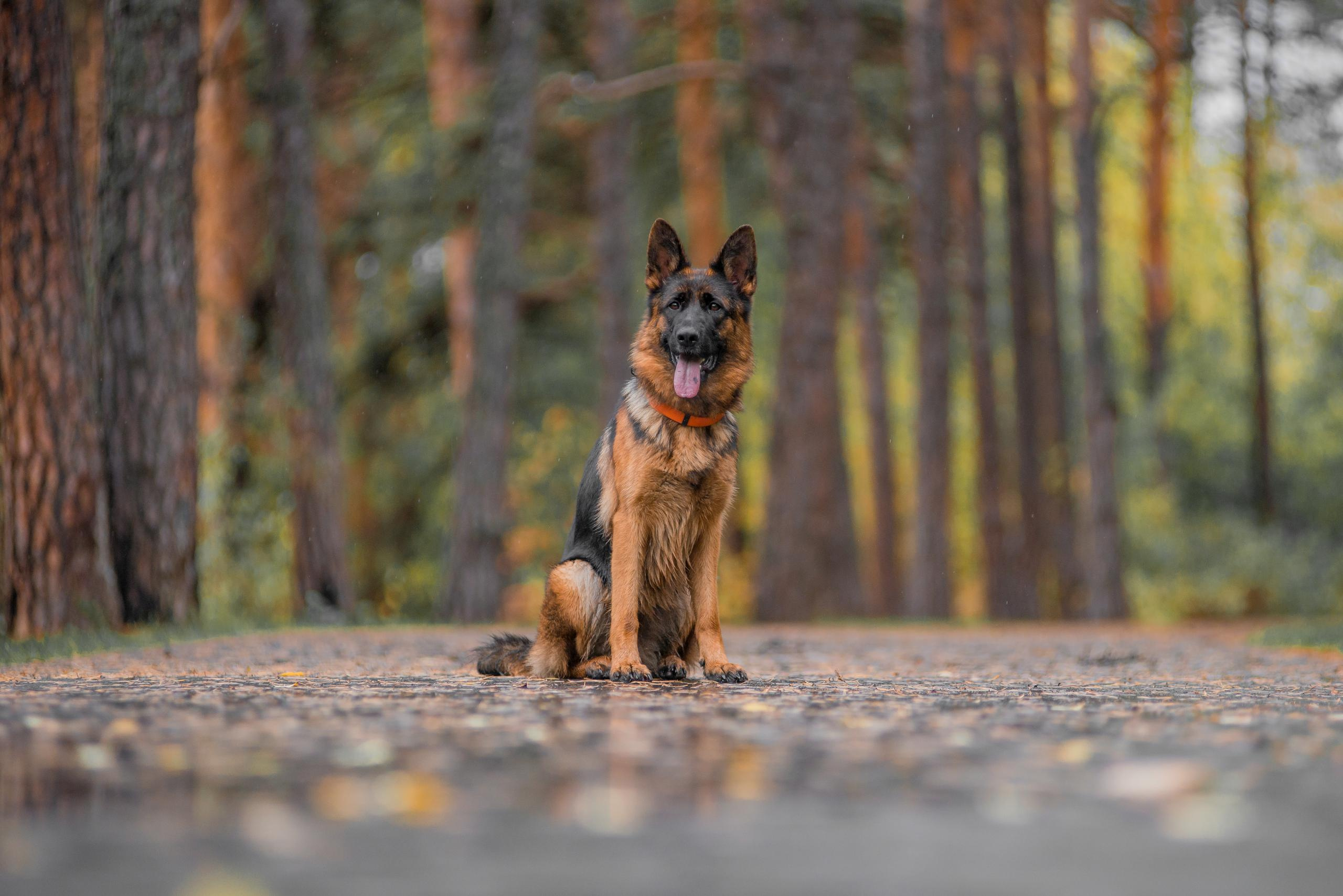 Осенняя овчарка Гейм. Дог-фотограф в Тюмени Александра Королева