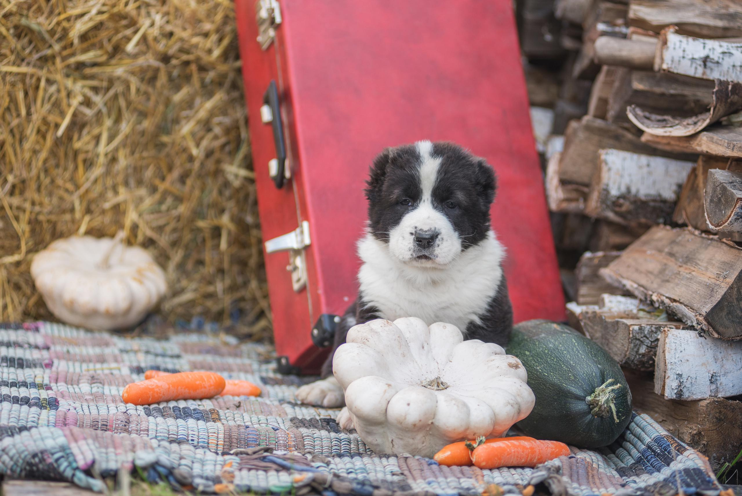 Щенки САО, Осень 2020. Дог-фотограф в Тюмени Александра Королева