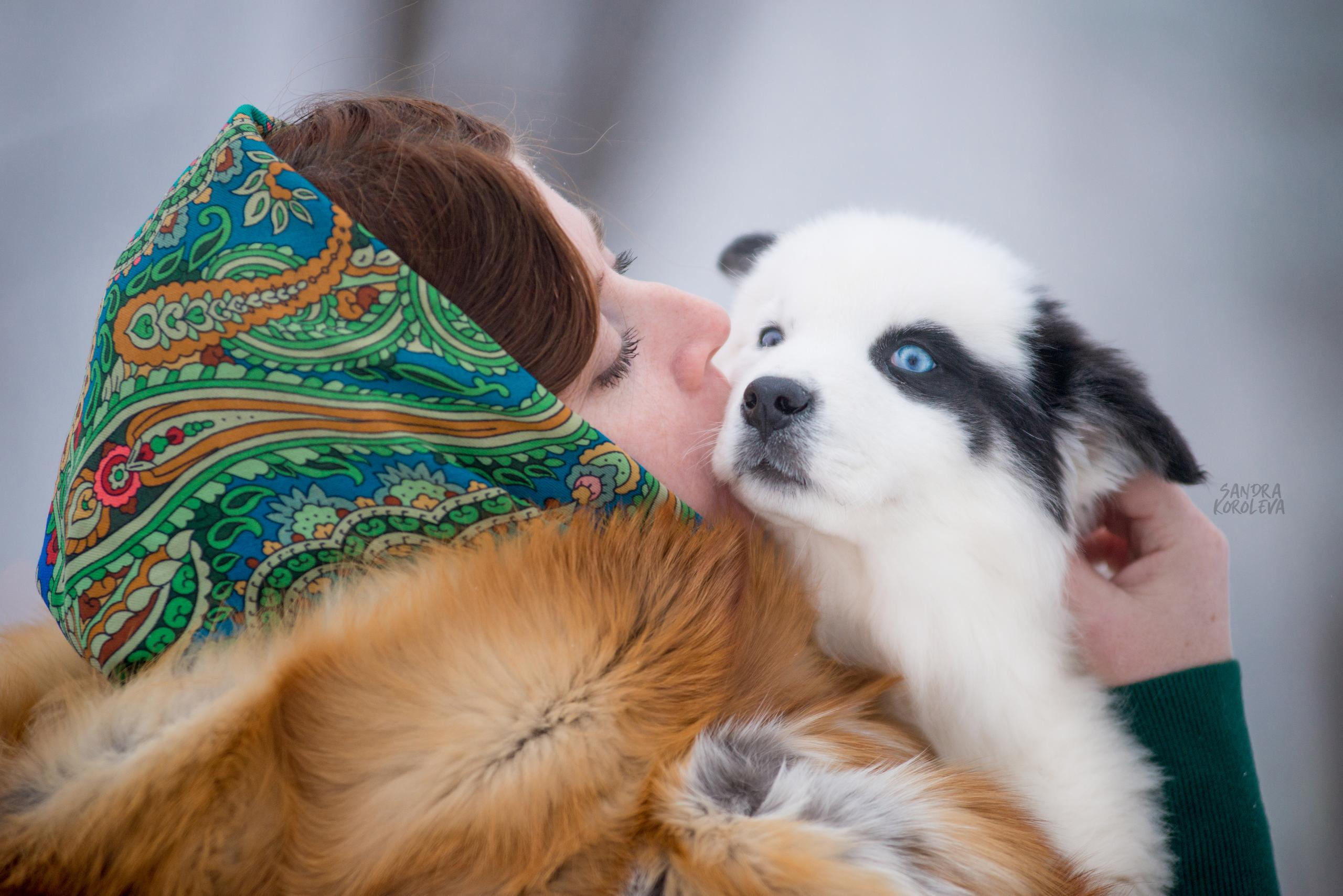 Якутские лайки. Дог-фотограф в Тюмени Александра Королева