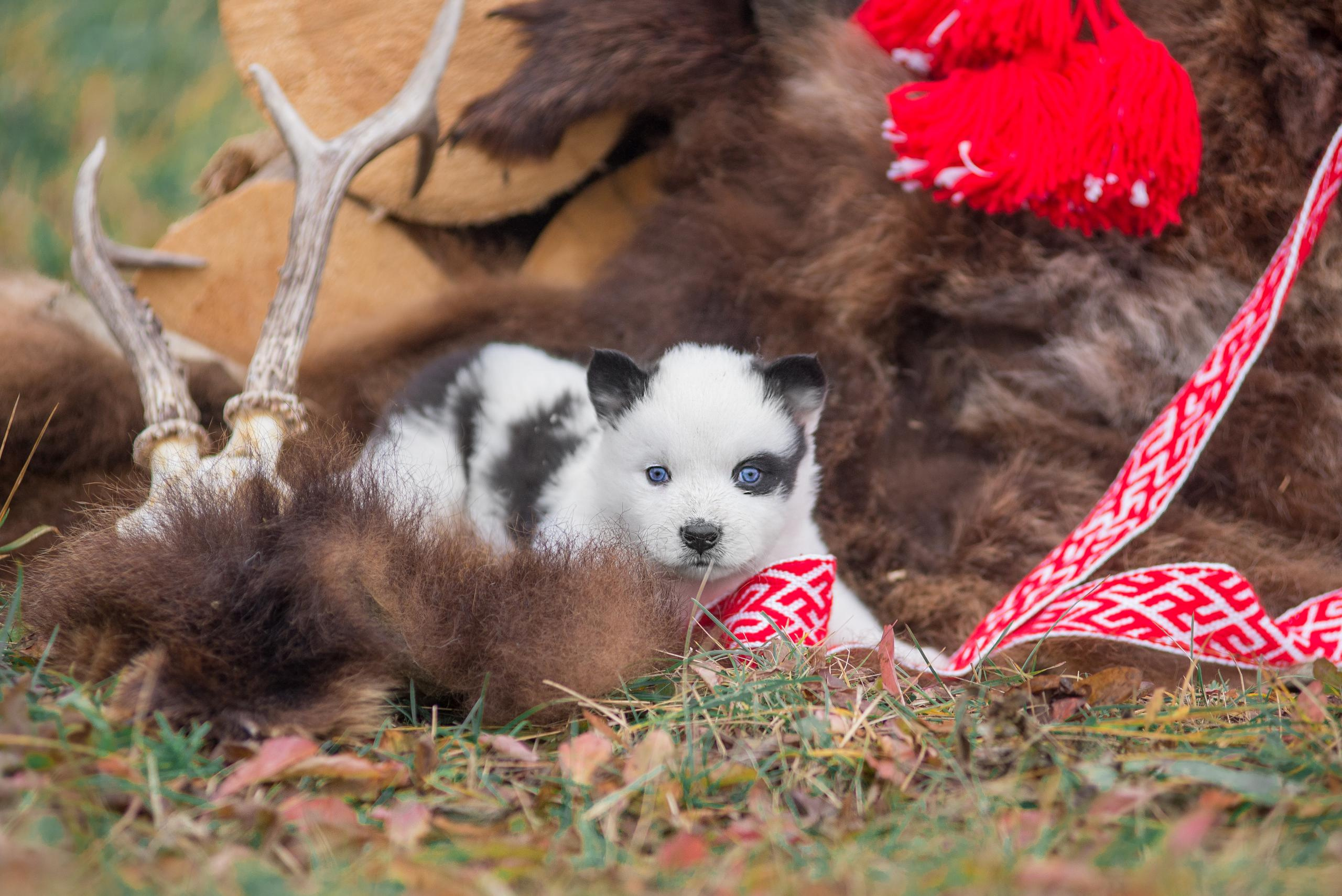 Щенки якуты. Осень 2020. Дог-фотограф в Тюмени Александра Королева
