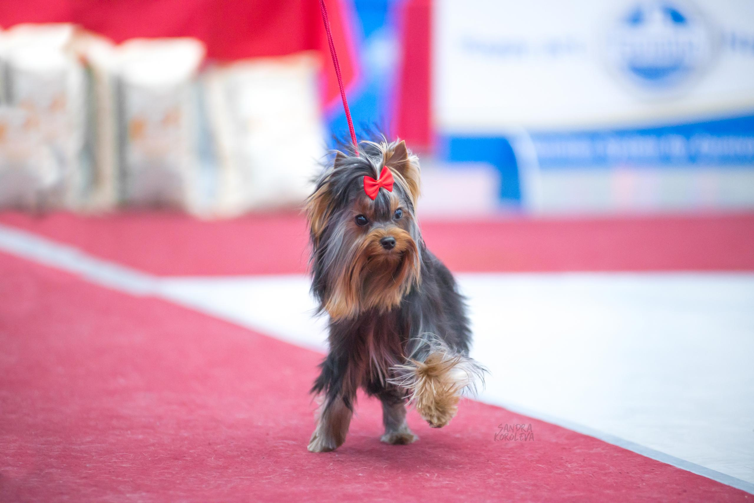 Выставка собак в Тюмени 5 декабря 2020. Дог-фотограф в Тюмени Александра Королева