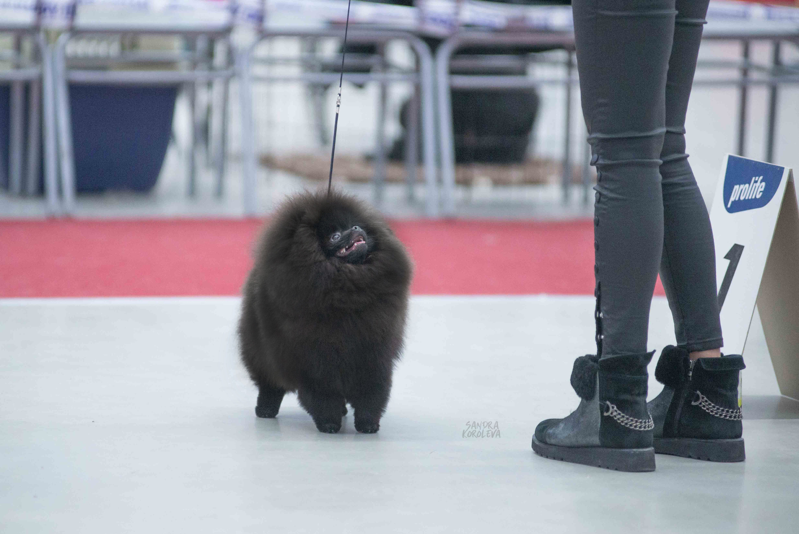 Выставка собак в Тюмени 5 декабря 2020. Дог-фотограф в Тюмени Александра Королева