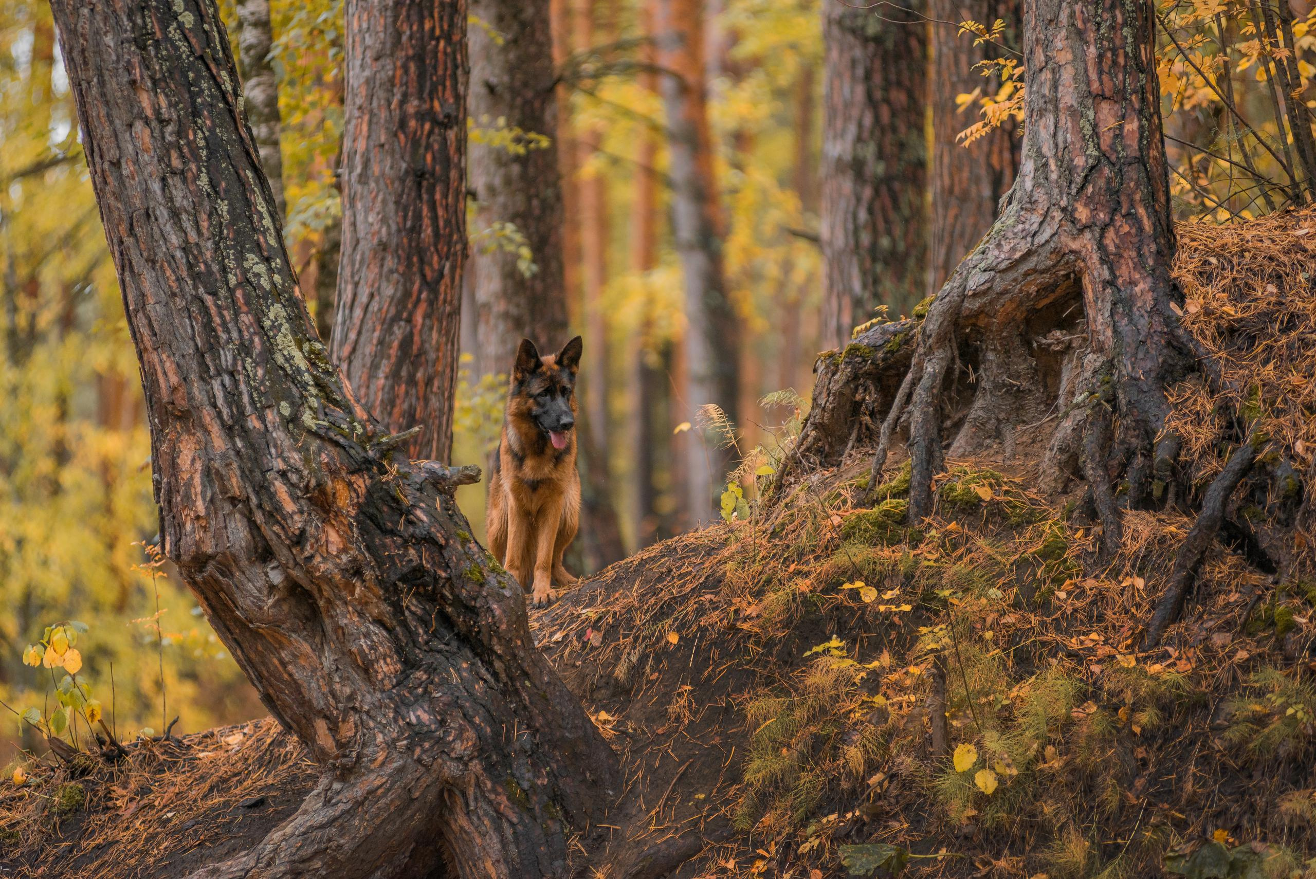 Осенняя овчарка Гейм. Дог-фотограф в Тюмени Александра Королева
