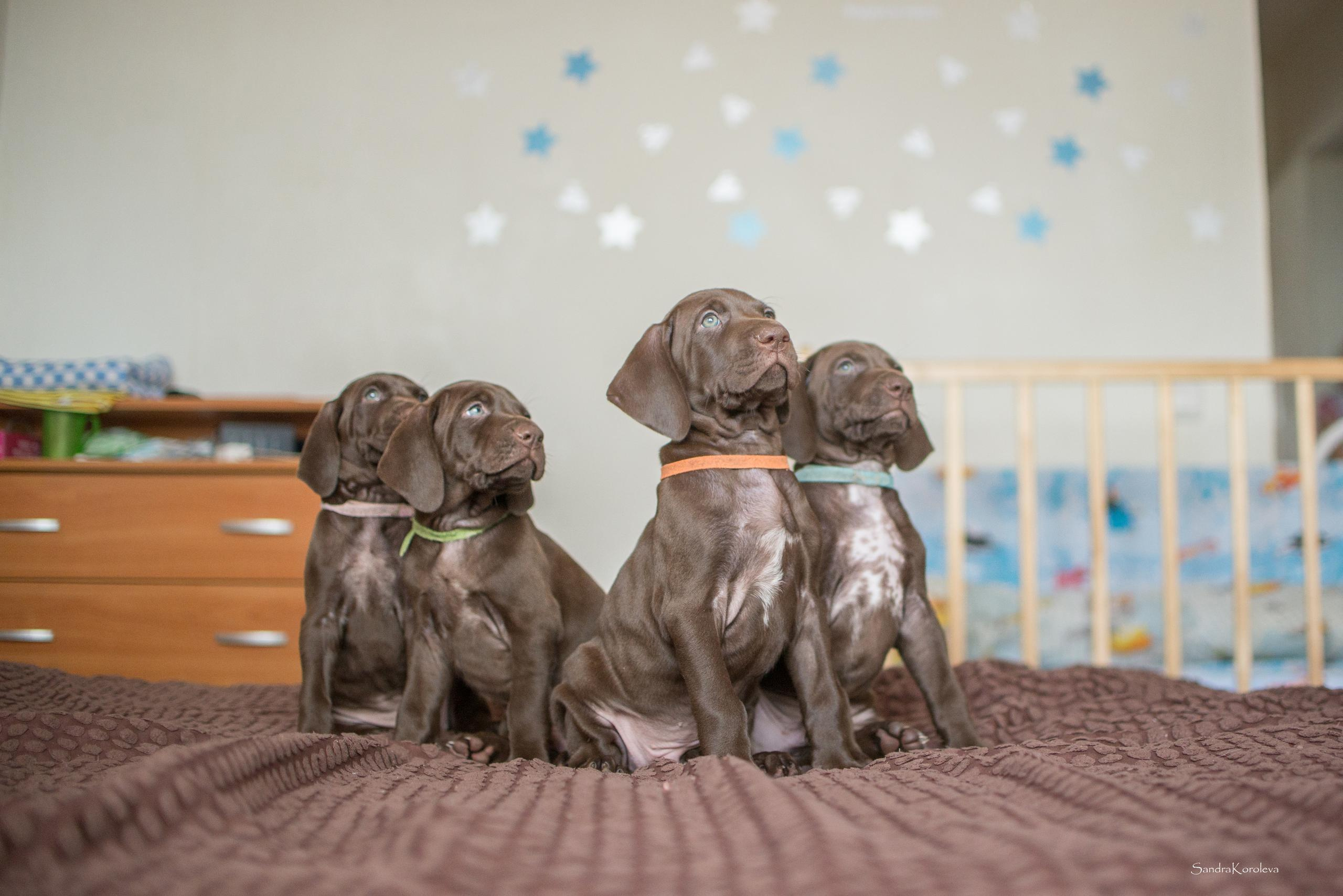 Щенки курцхаара. Весна 2020. Дог-фотограф в Тюмени Александра Королева