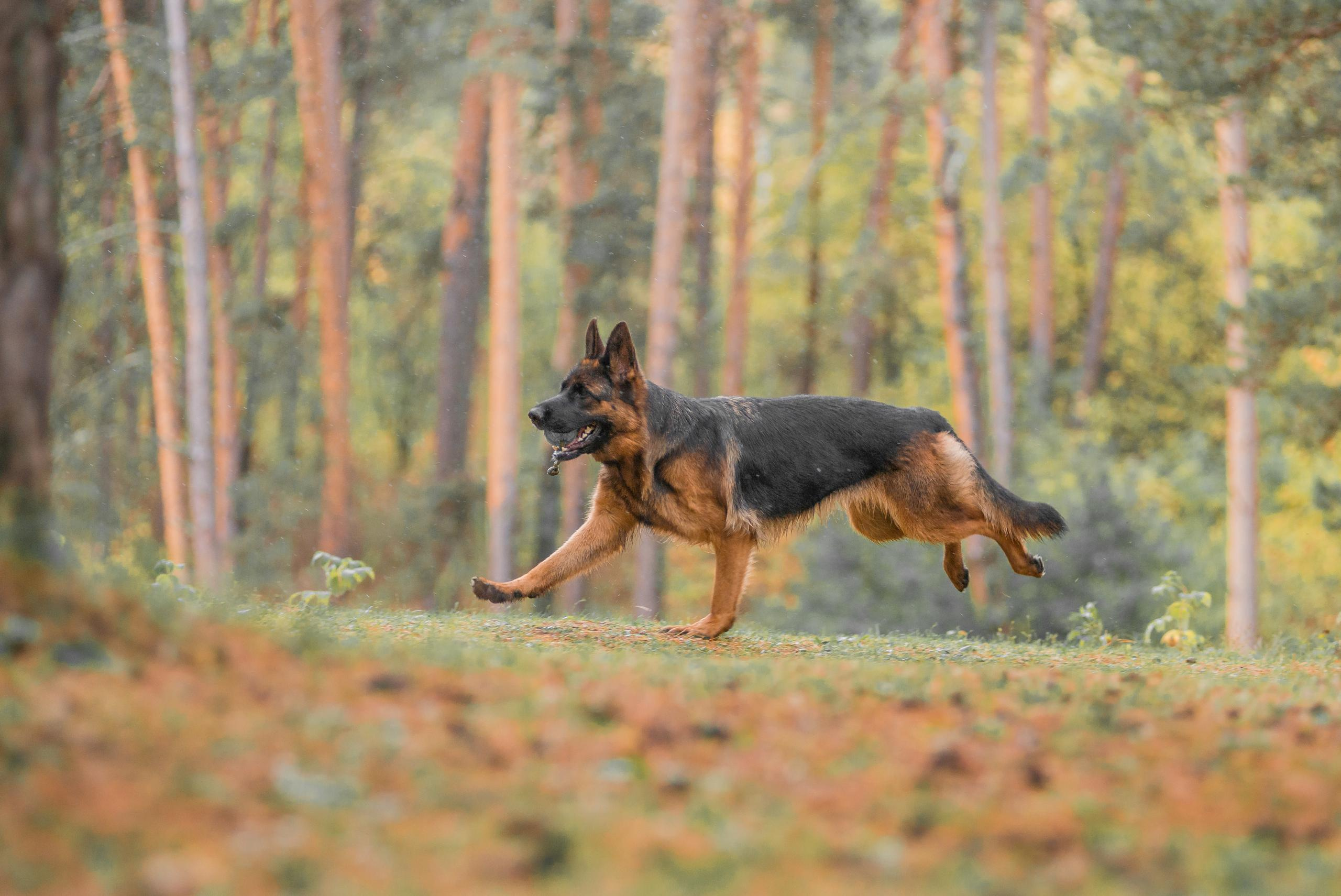 Осенняя овчарка Гейм. Дог-фотограф в Тюмени Александра Королева