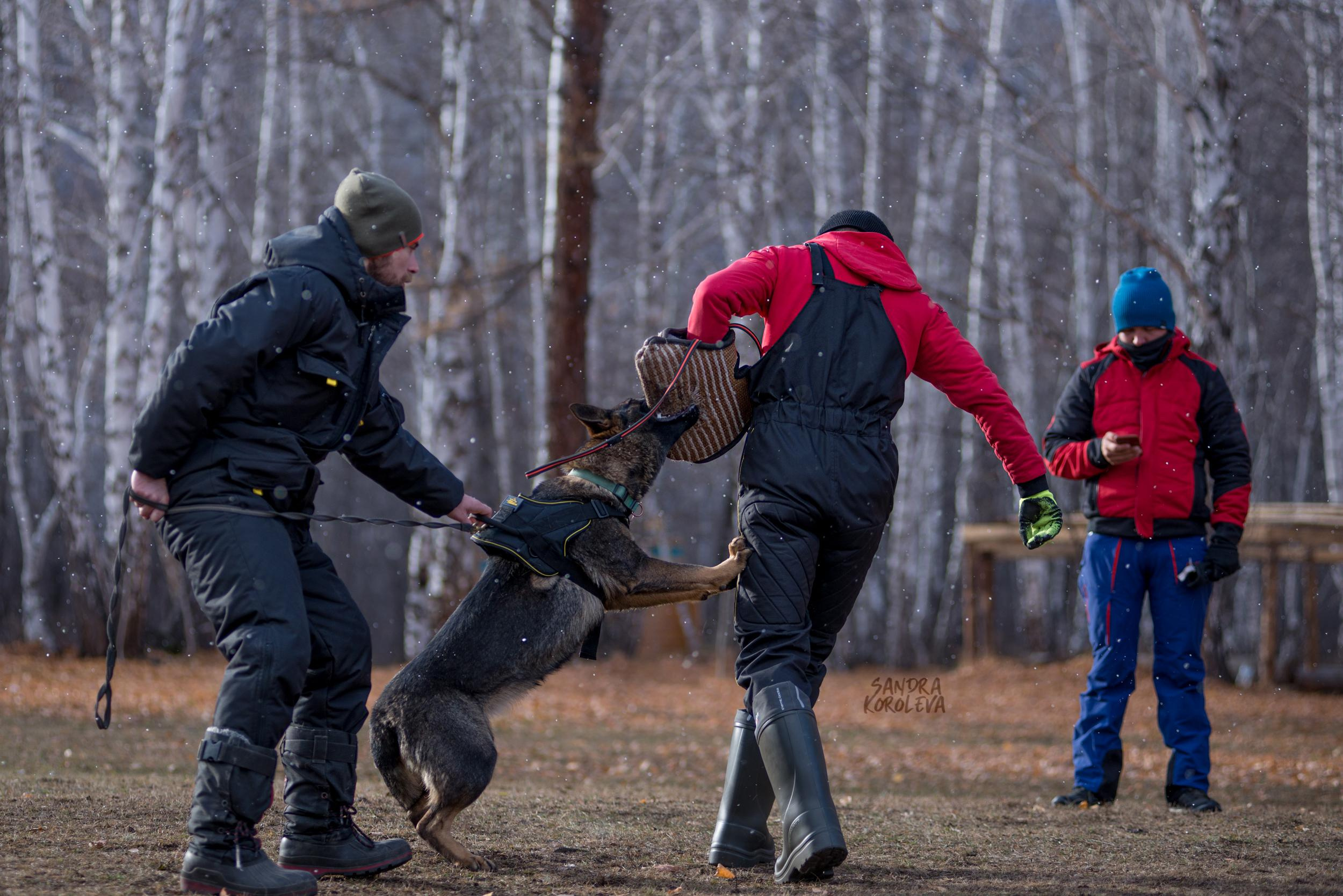 Кусающиеся собаки. Магнитогорск. Осень 2020. Дог-фотограф в Тюмени Александра Королева
