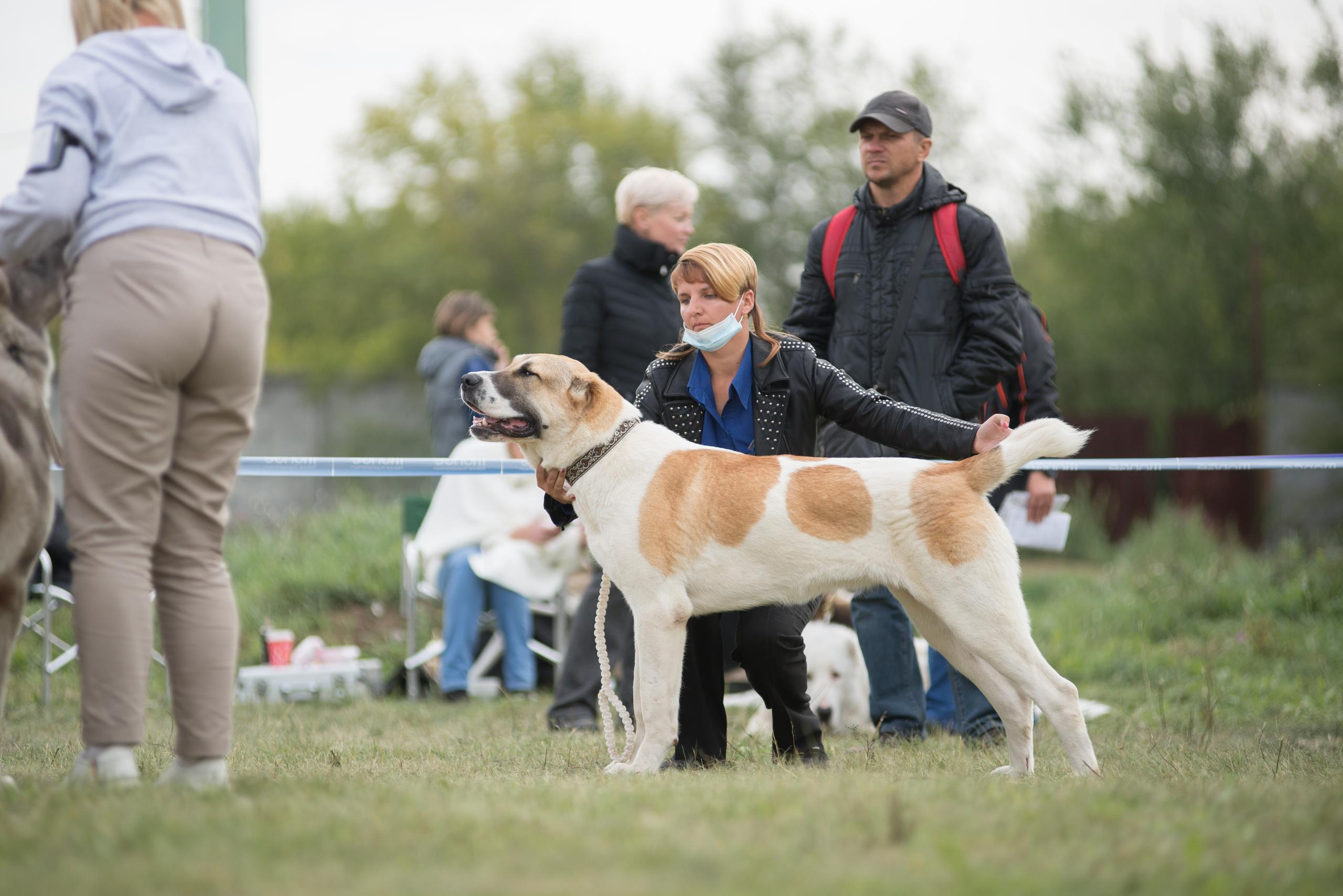 Выставка собак. Тюмень 06.09.2020. Дог-фотограф в Тюмени Александра Королева