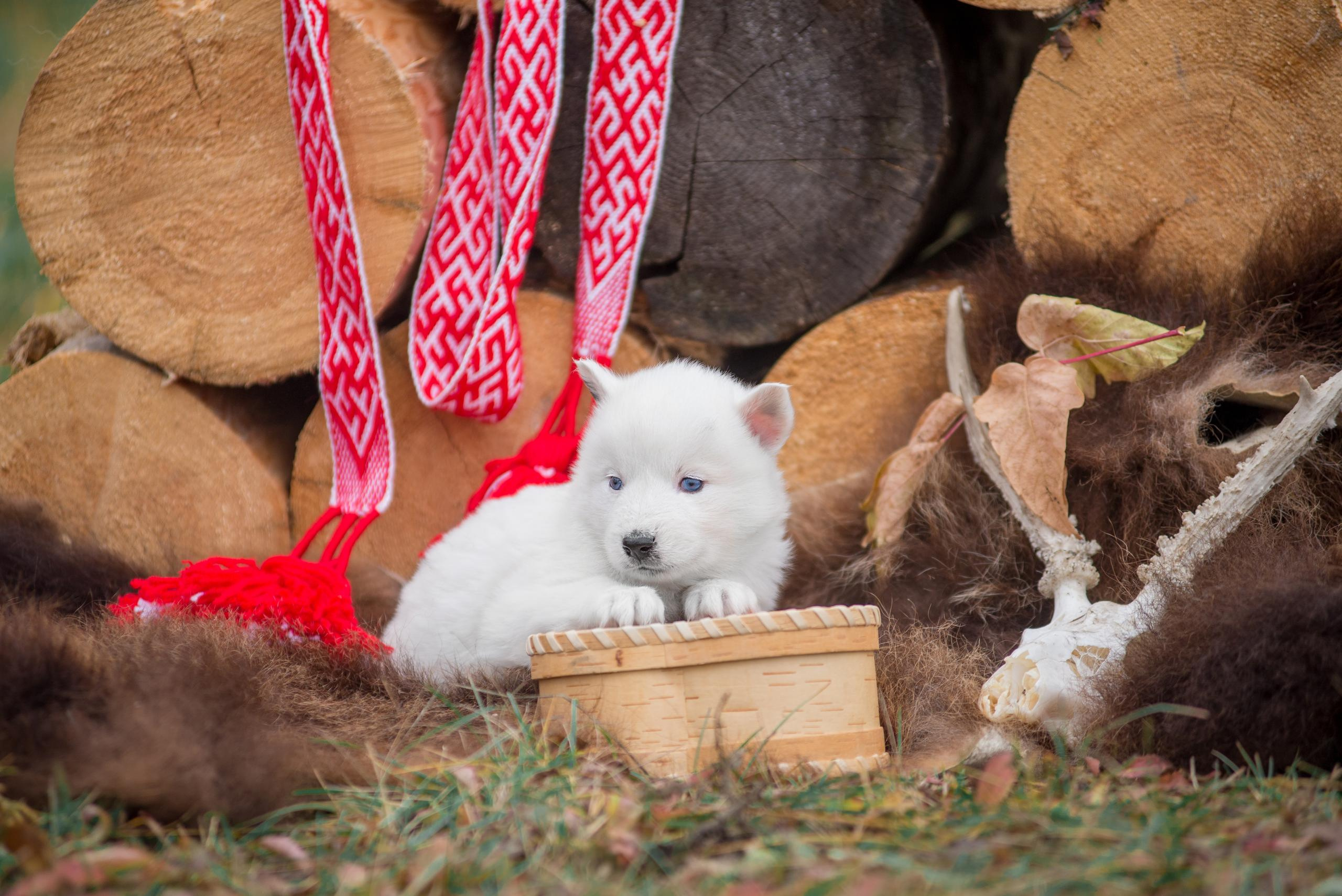 Щенки якуты. Осень 2020. Дог-фотограф в Тюмени Александра Королева