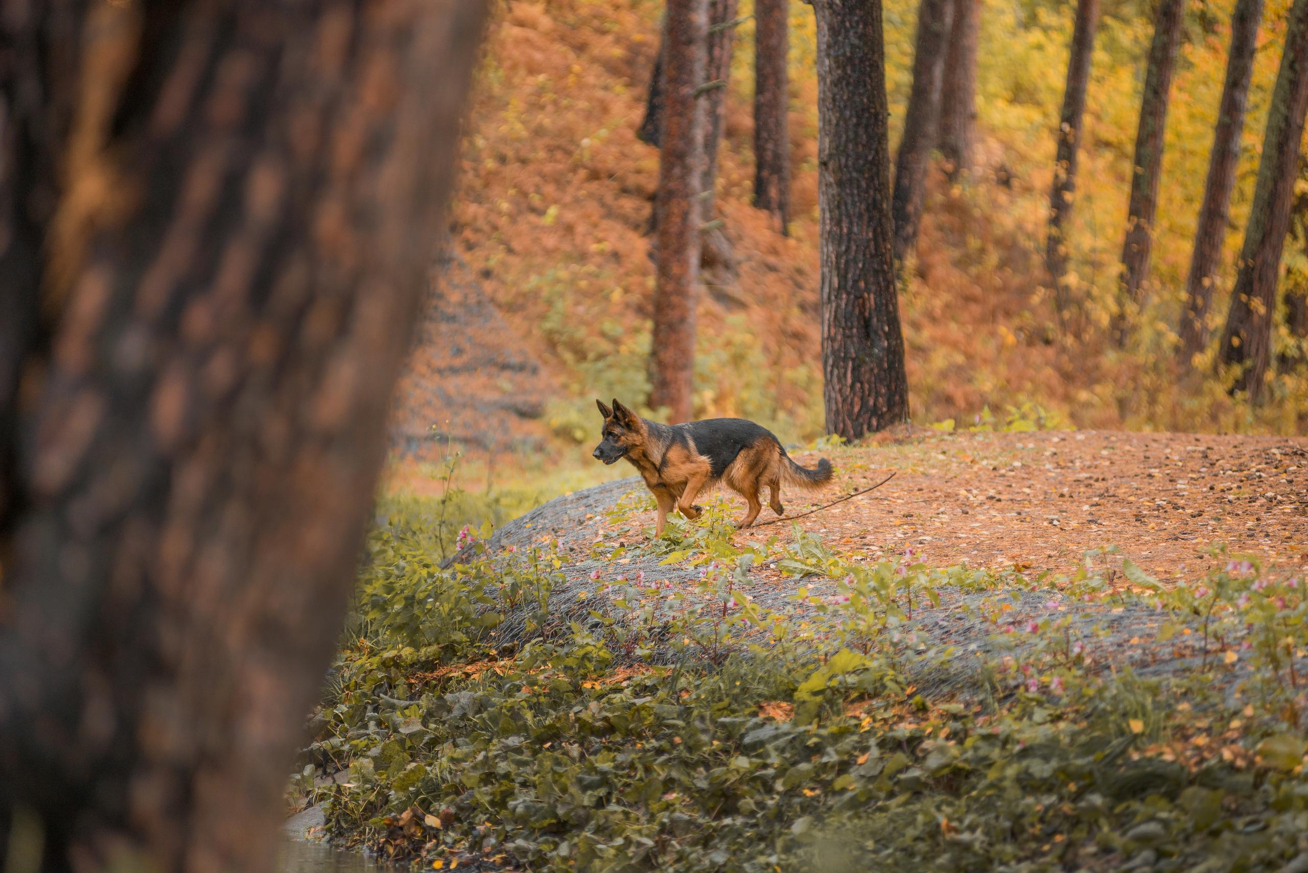 Осенняя овчарка Гейм. Дог-фотограф в Тюмени Александра Королева