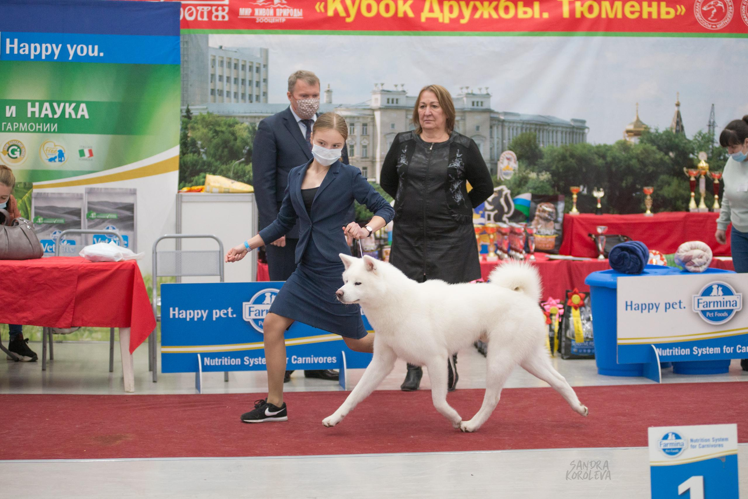Выставка собак в Тюмени 5 декабря 2020. Дог-фотограф в Тюмени Александра Королева