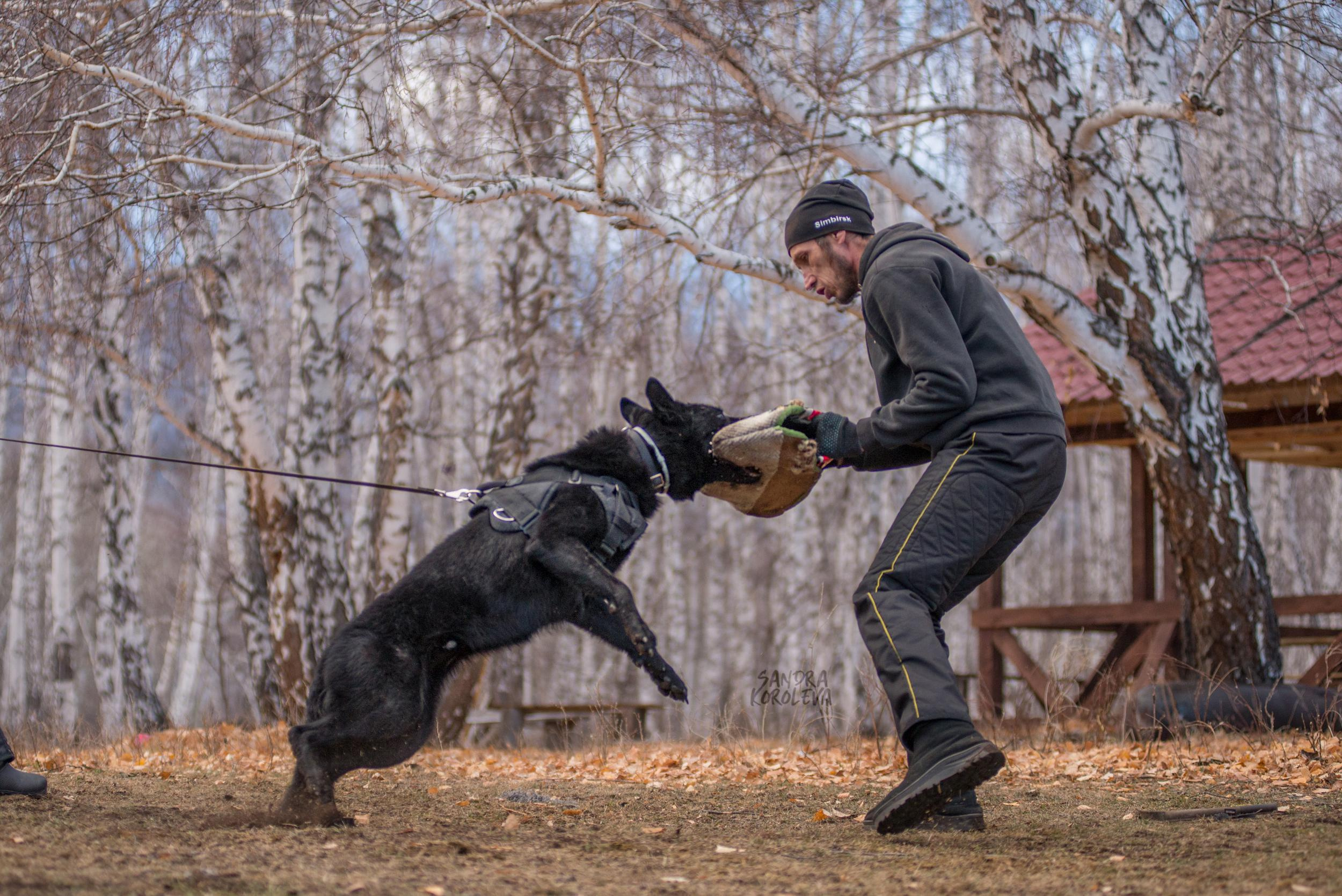 Кусающиеся собаки. Магнитогорск. Осень 2020. Дог-фотограф в Тюмени Александра Королева
