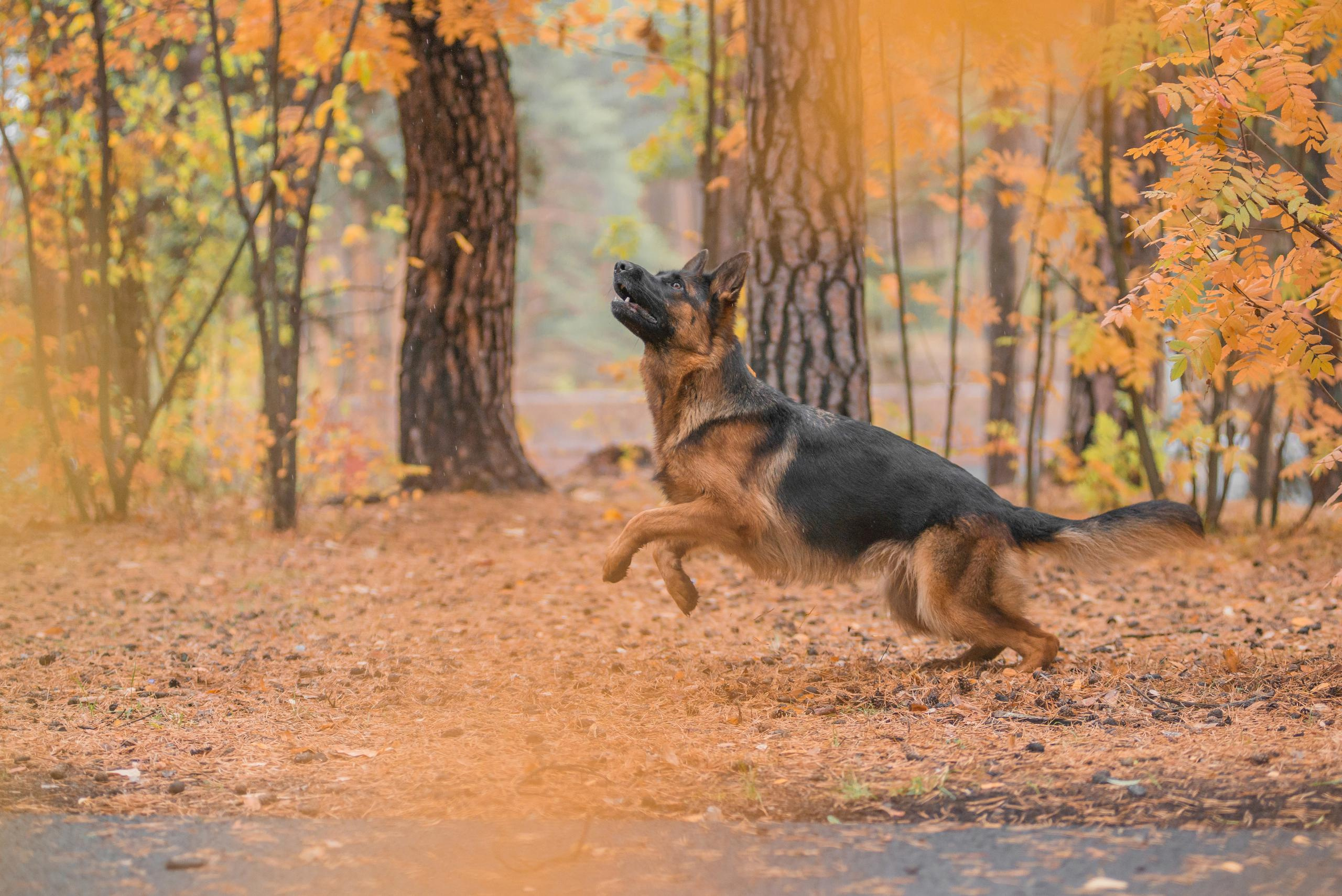 Осенняя овчарка Гейм. Дог-фотограф в Тюмени Александра Королева
