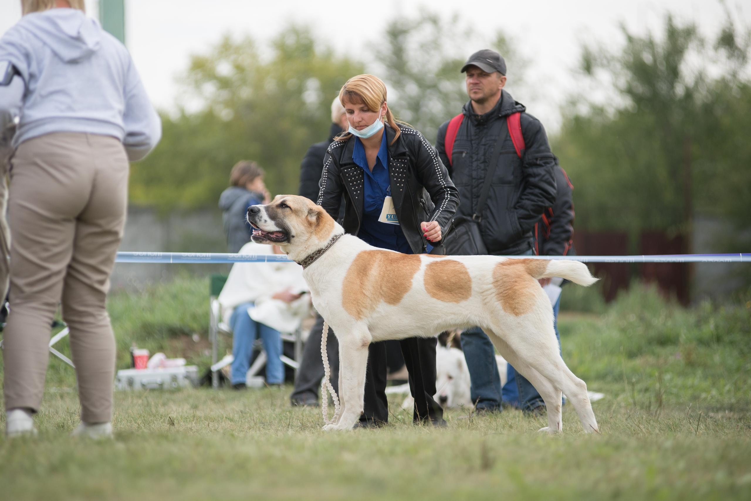 Выставка собак. Тюмень 06.09.2020. Дог-фотограф в Тюмени Александра Королева