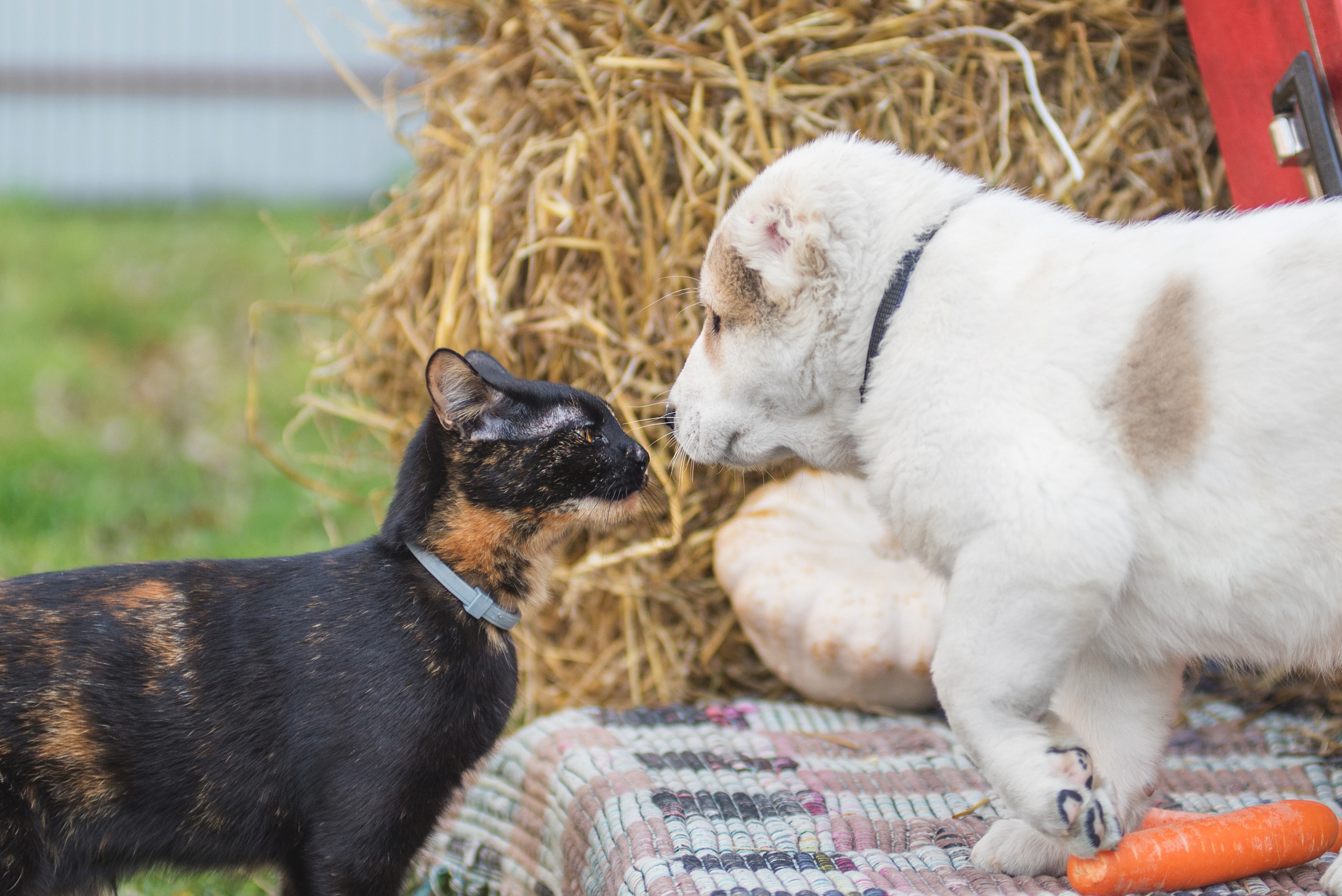 Щенки САО, Осень 2020. Дог-фотограф в Тюмени Александра Королева
