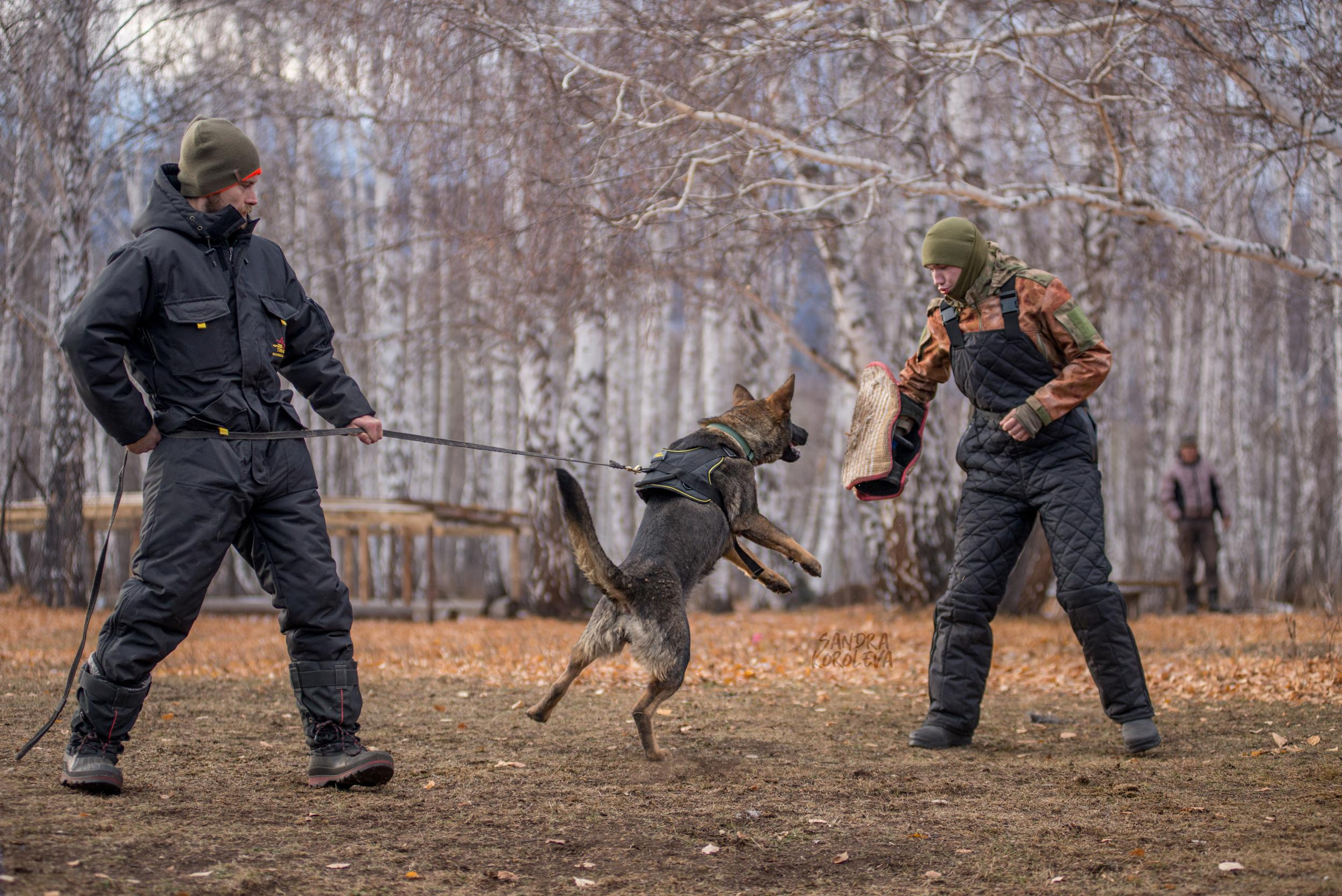 Кусающиеся собаки. Магнитогорск. Осень 2020. Дог-фотограф в Тюмени Александра Королева