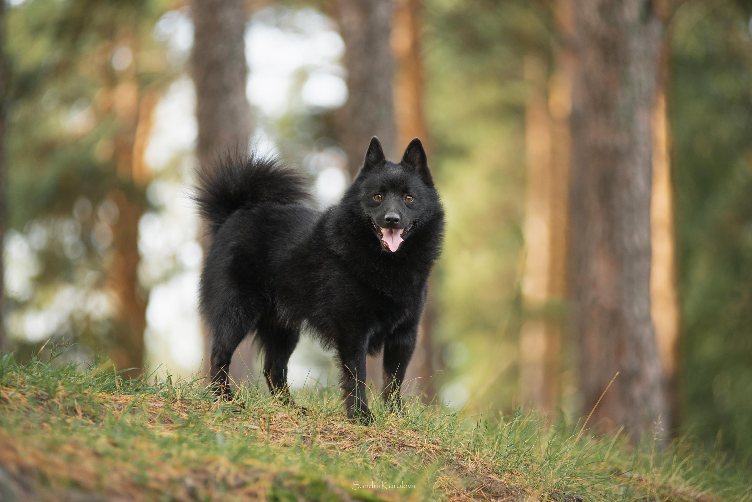 Настоящая овчарка — шипперке. Дог-фотограф в Тюмени Александра Королева