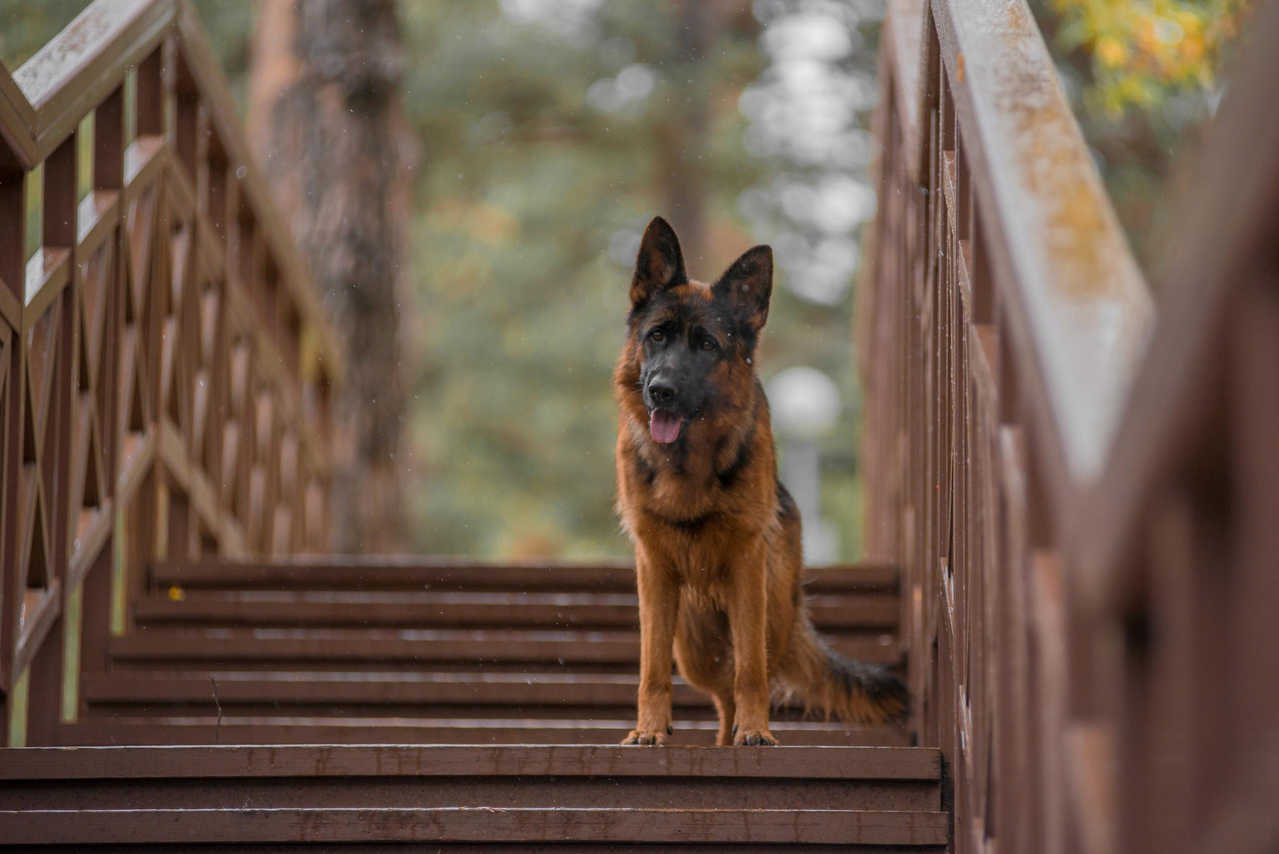 Осенняя овчарка Гейм. Дог-фотограф в Тюмени Александра Королева