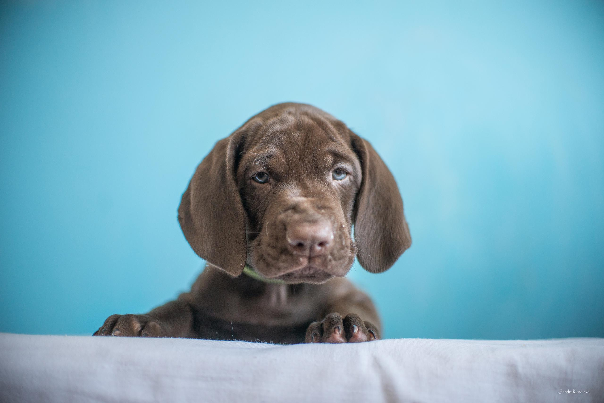 Щенки курцхаара. Весна 2020. Дог-фотограф в Тюмени Александра Королева