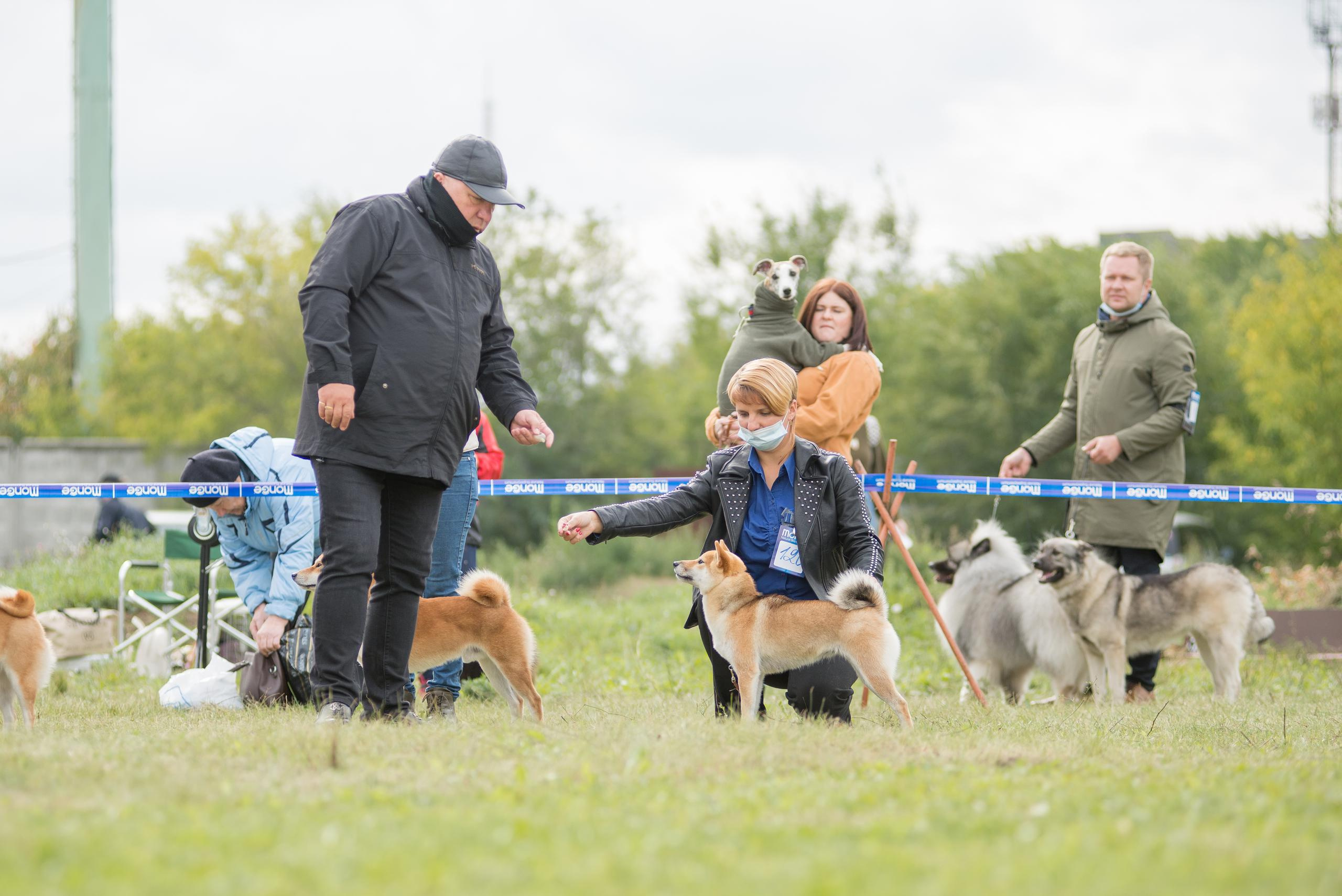 Выставка собак. Тюмень 06.09.2020. Дог-фотограф в Тюмени Александра Королева