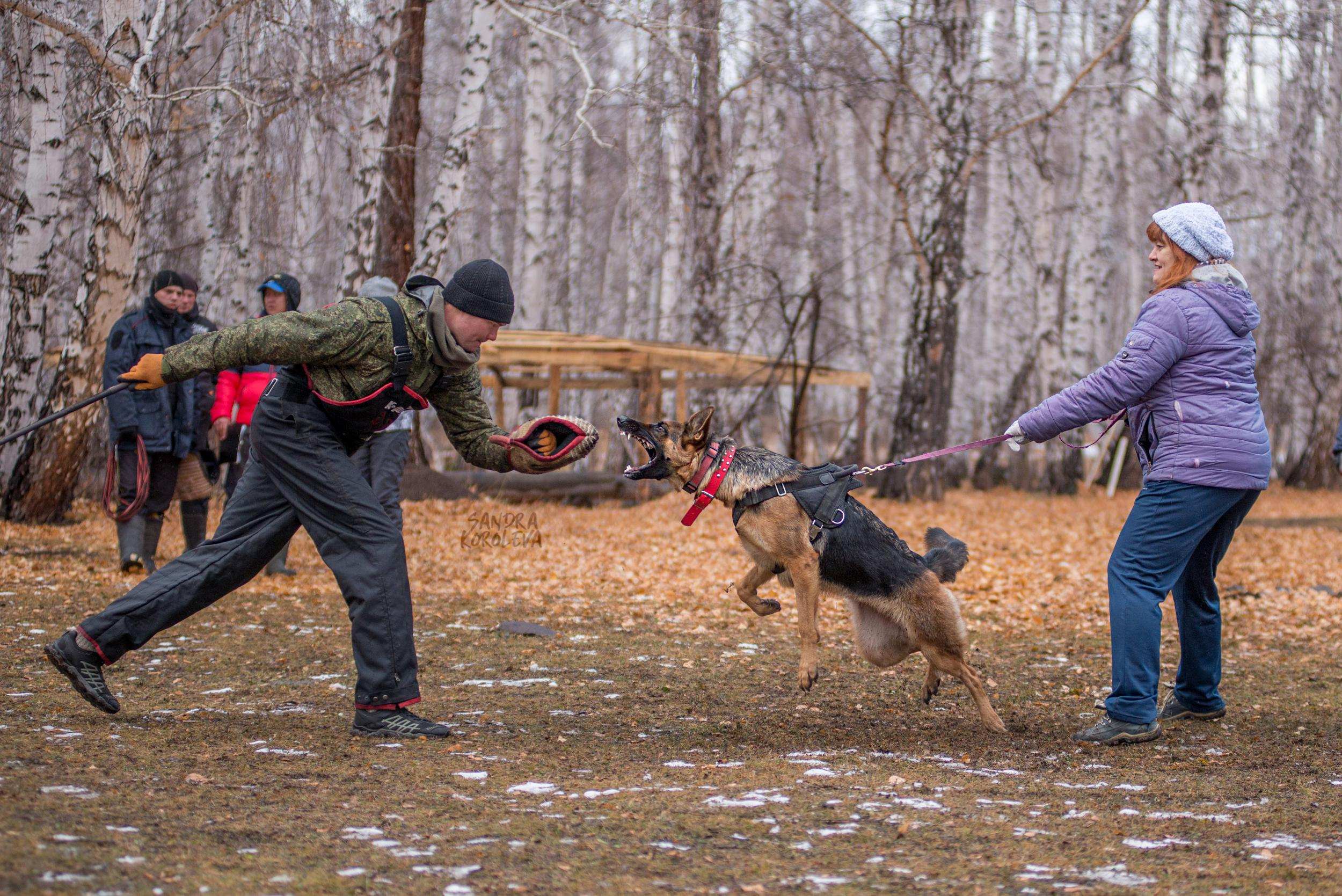 Кусающиеся собаки. Магнитогорск. Осень 2020. Дог-фотограф в Тюмени Александра Королева