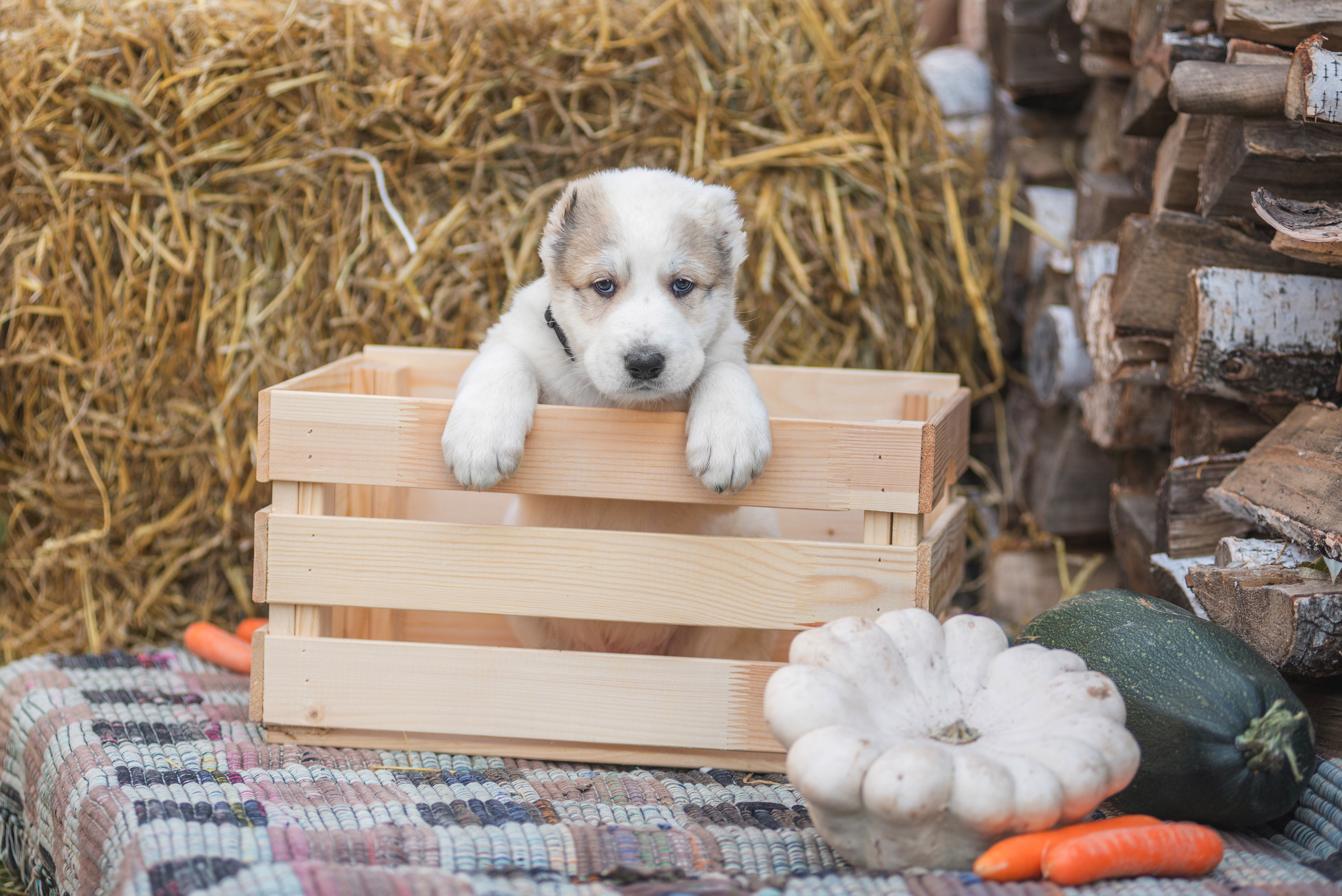 Щенки САО, Осень 2020. Дог-фотограф в Тюмени Александра Королева