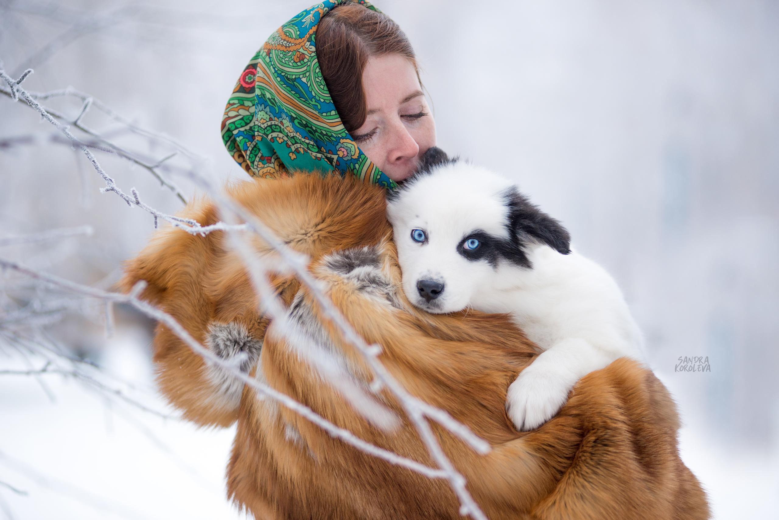Якутские лайки. Дог-фотограф в Тюмени Александра Королева