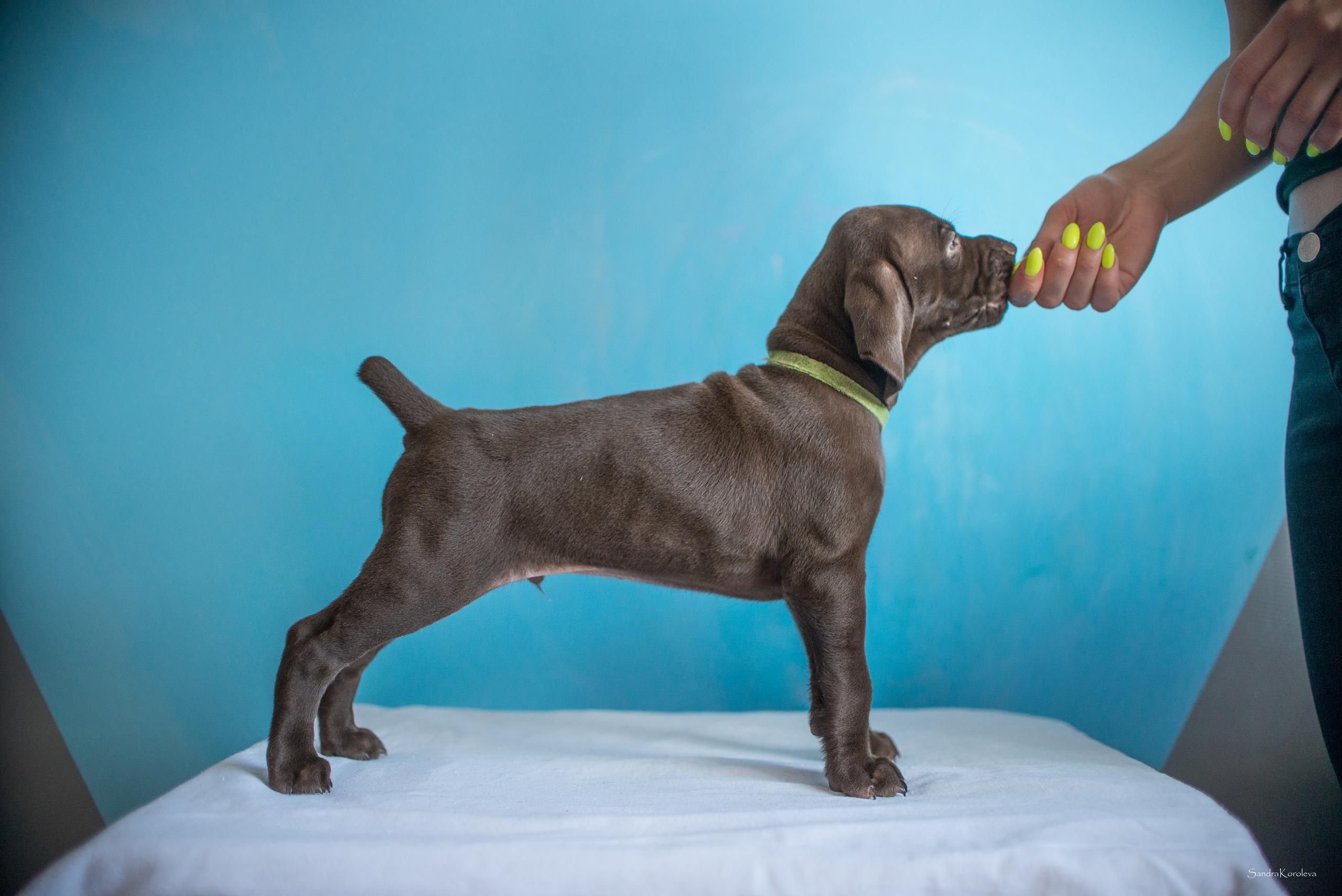 Щенки курцхаара. Весна 2020. Дог-фотограф в Тюмени Александра Королева